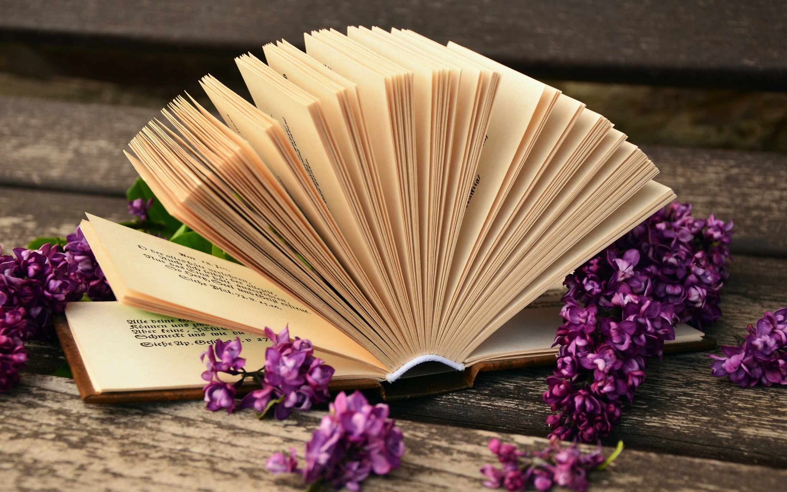 Open book with lilac flowers of lilac