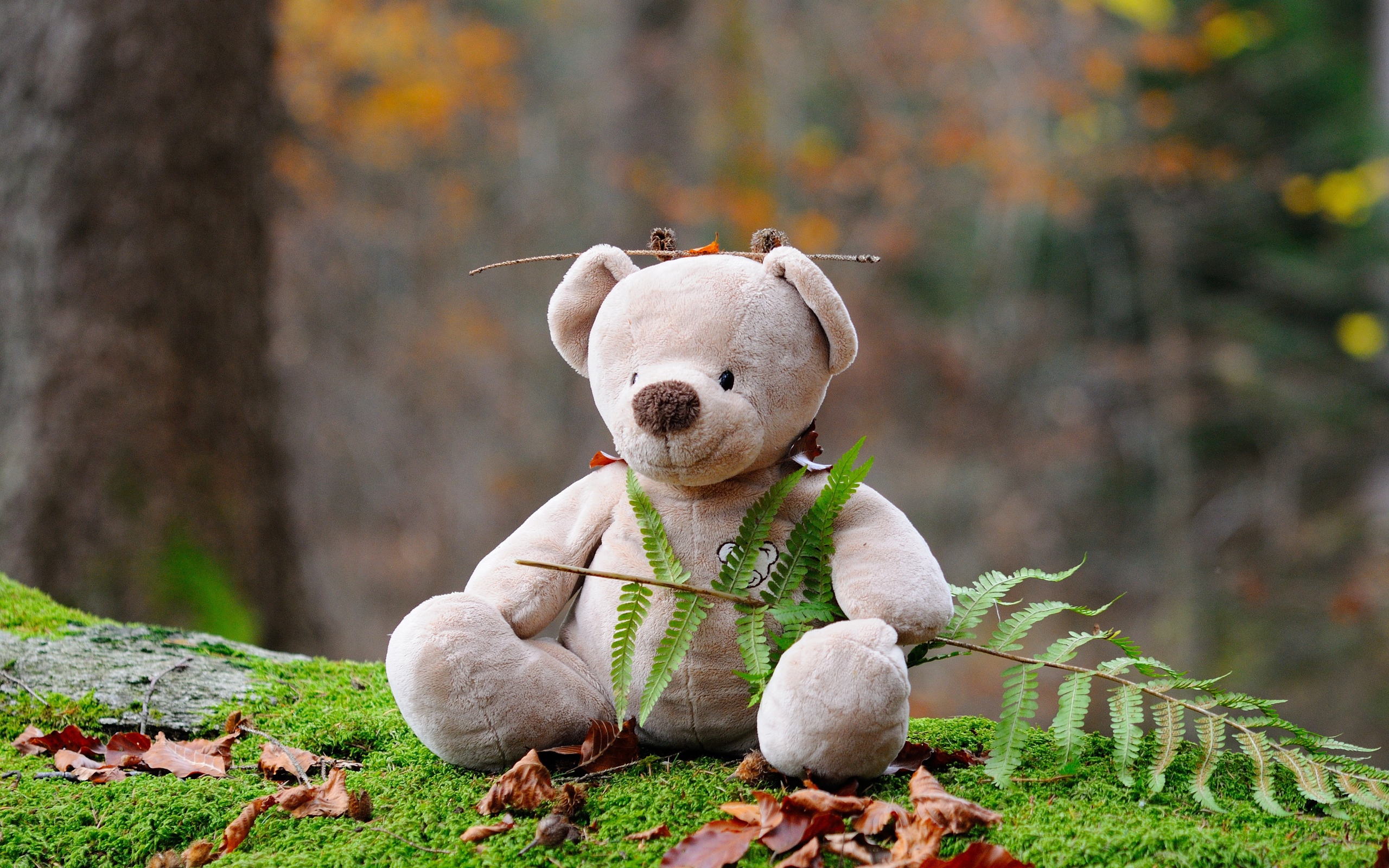 Медвежонок Тедди сидит в лесу на покрытой мхом земле