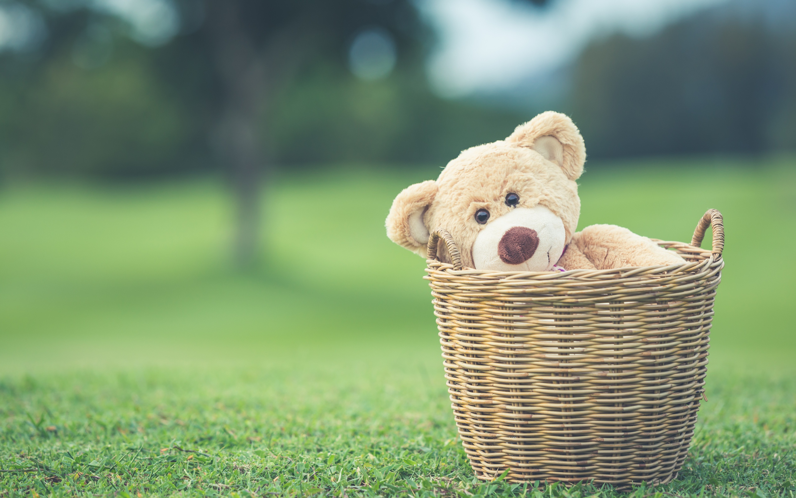 Плюшевый медведь в корзине на зеленой траве