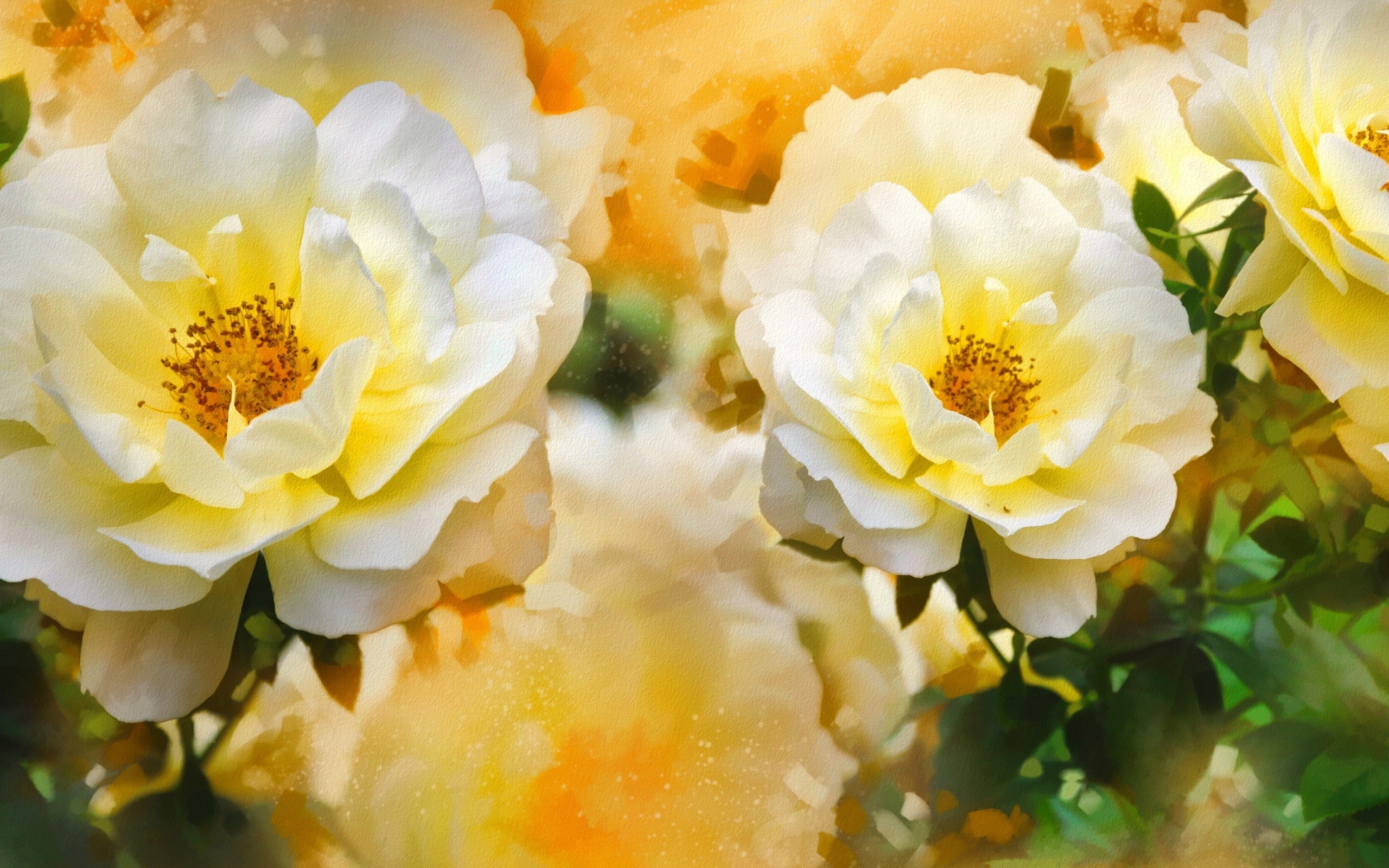 Beautiful painted blooming white roses