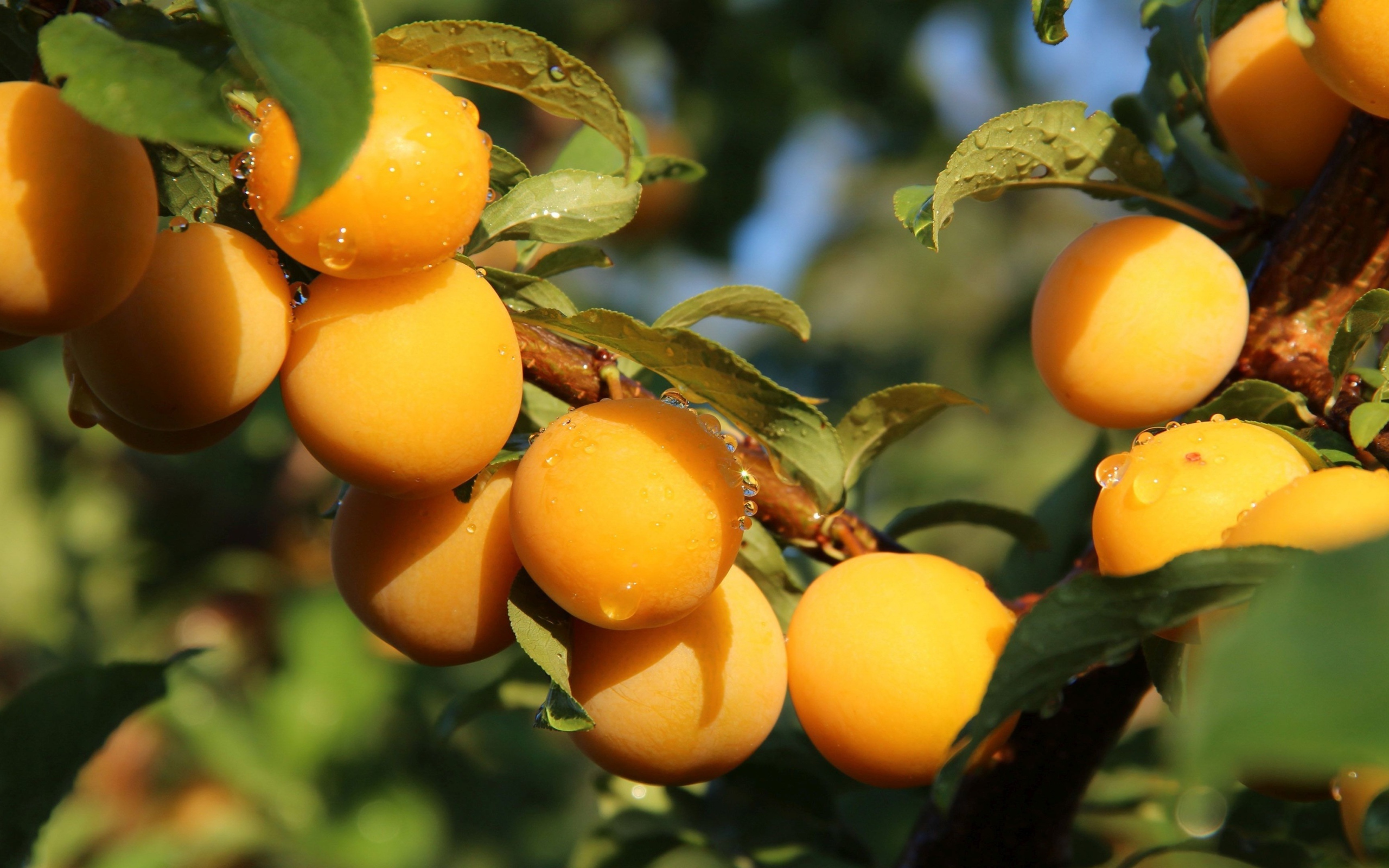 Много желтых слив на ветке дерева