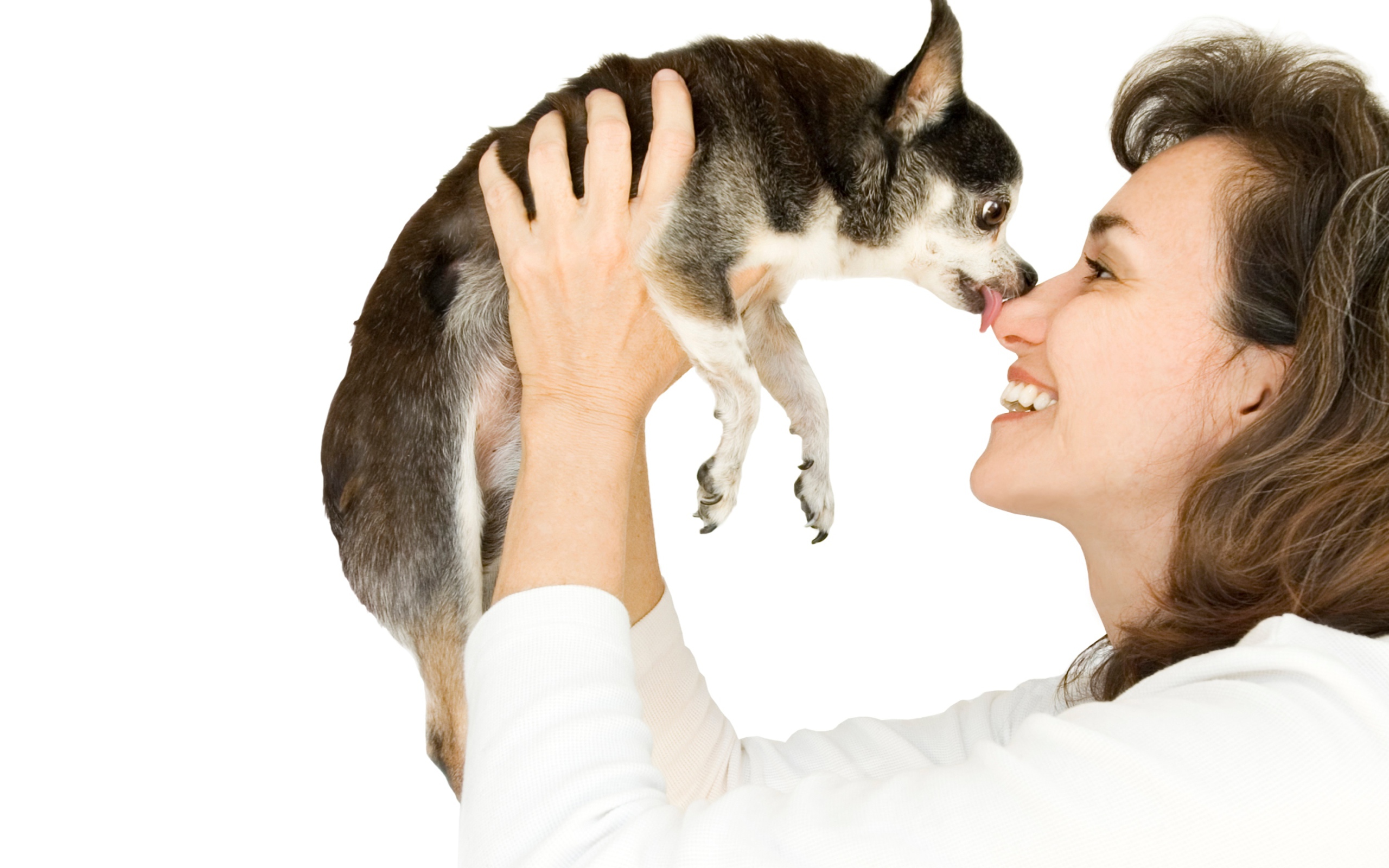 Девушка держит в руках собаку породы чихуахуа