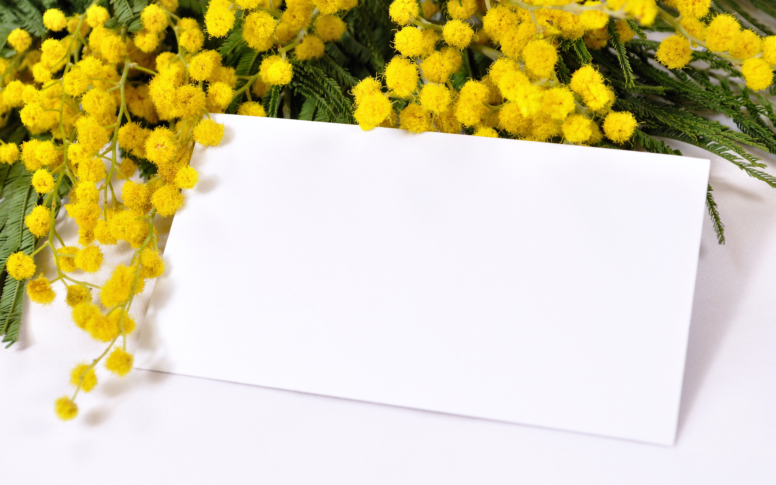 Шаблон для поздравительной открытки с ветками мимозы на Международный женский день 8 марта