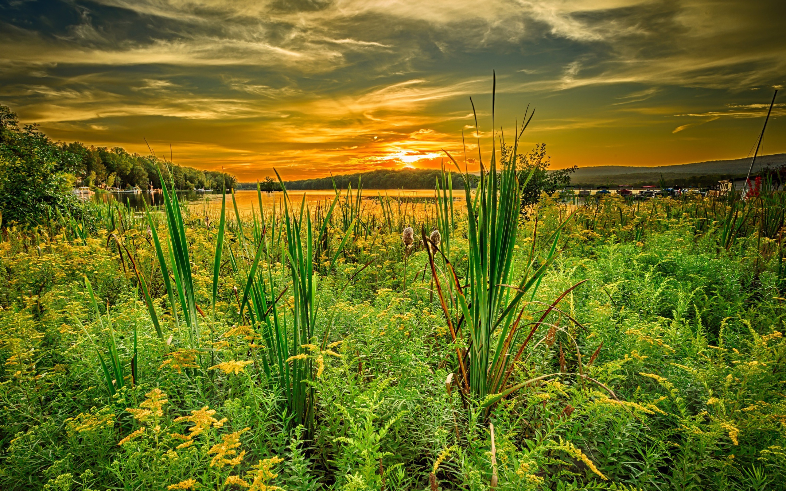 Трава на берегу озера под красивым небом на закате солнца