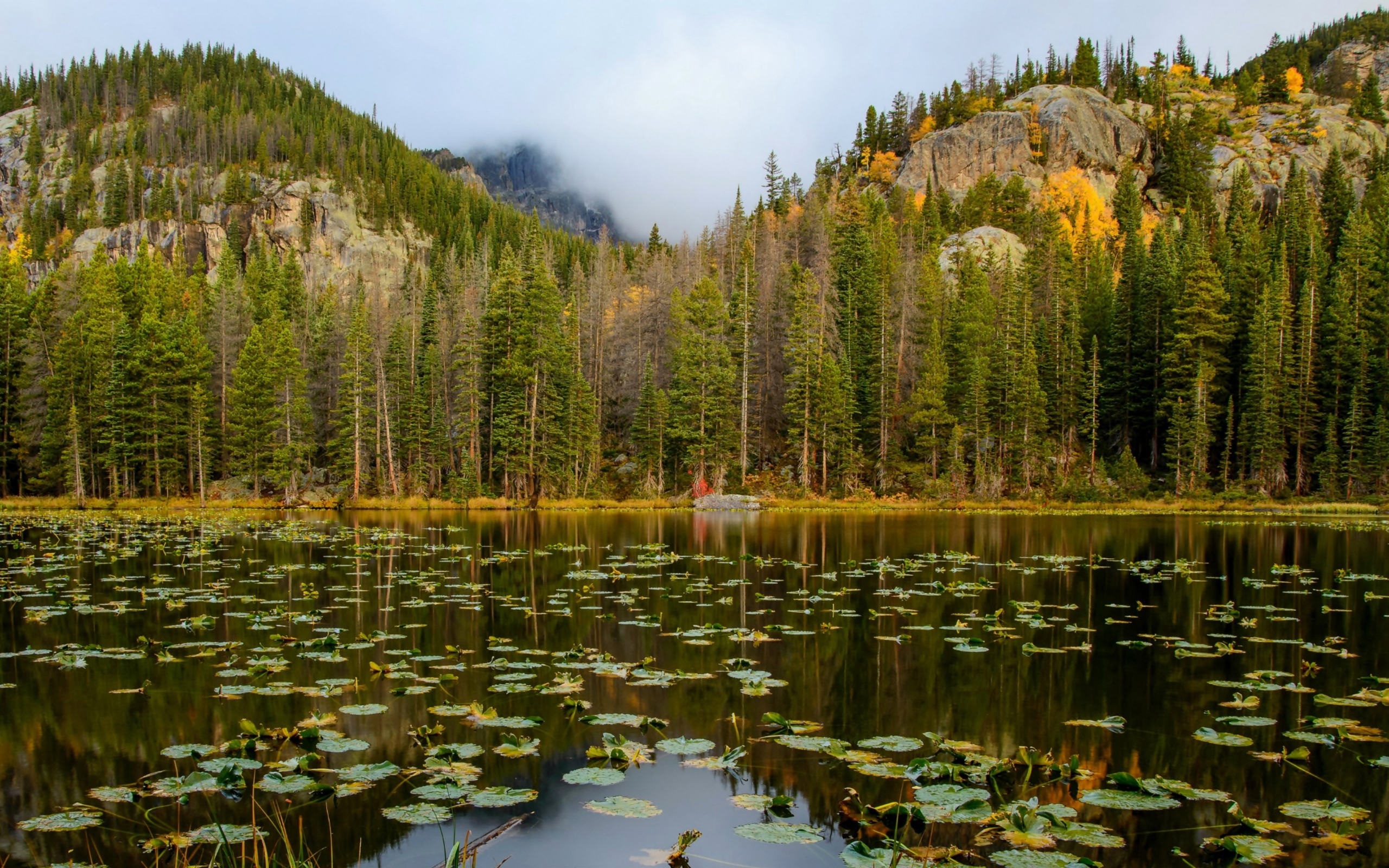 Озеро на фоне соснового леса у подножия гор