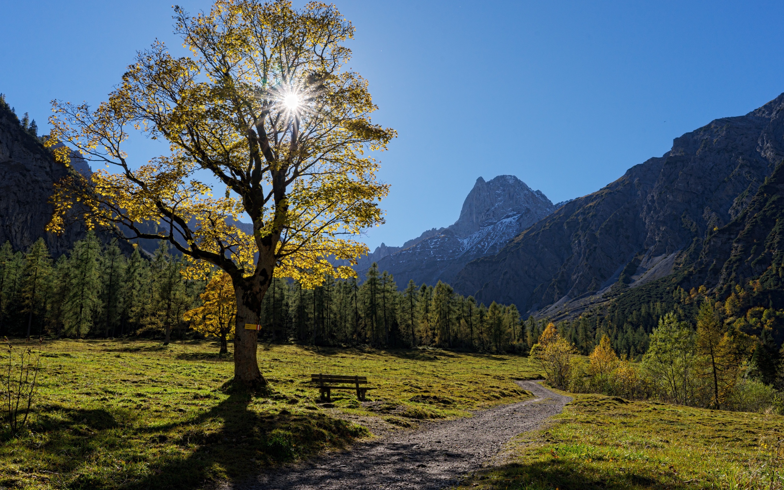 Дерево с зелеными листьями в лучах солнца на фоне гор