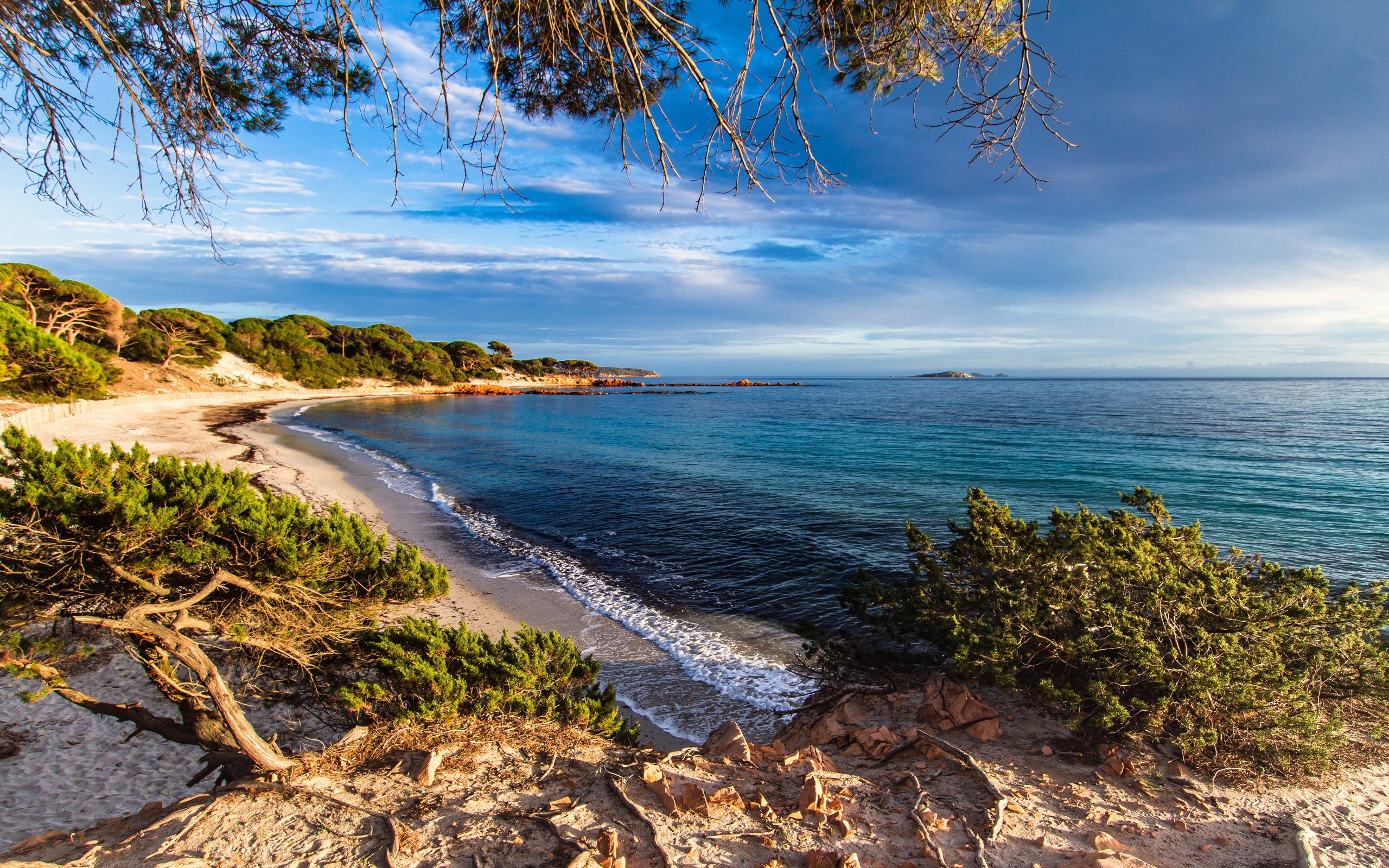 Деревья на побережье Корсика, Франция