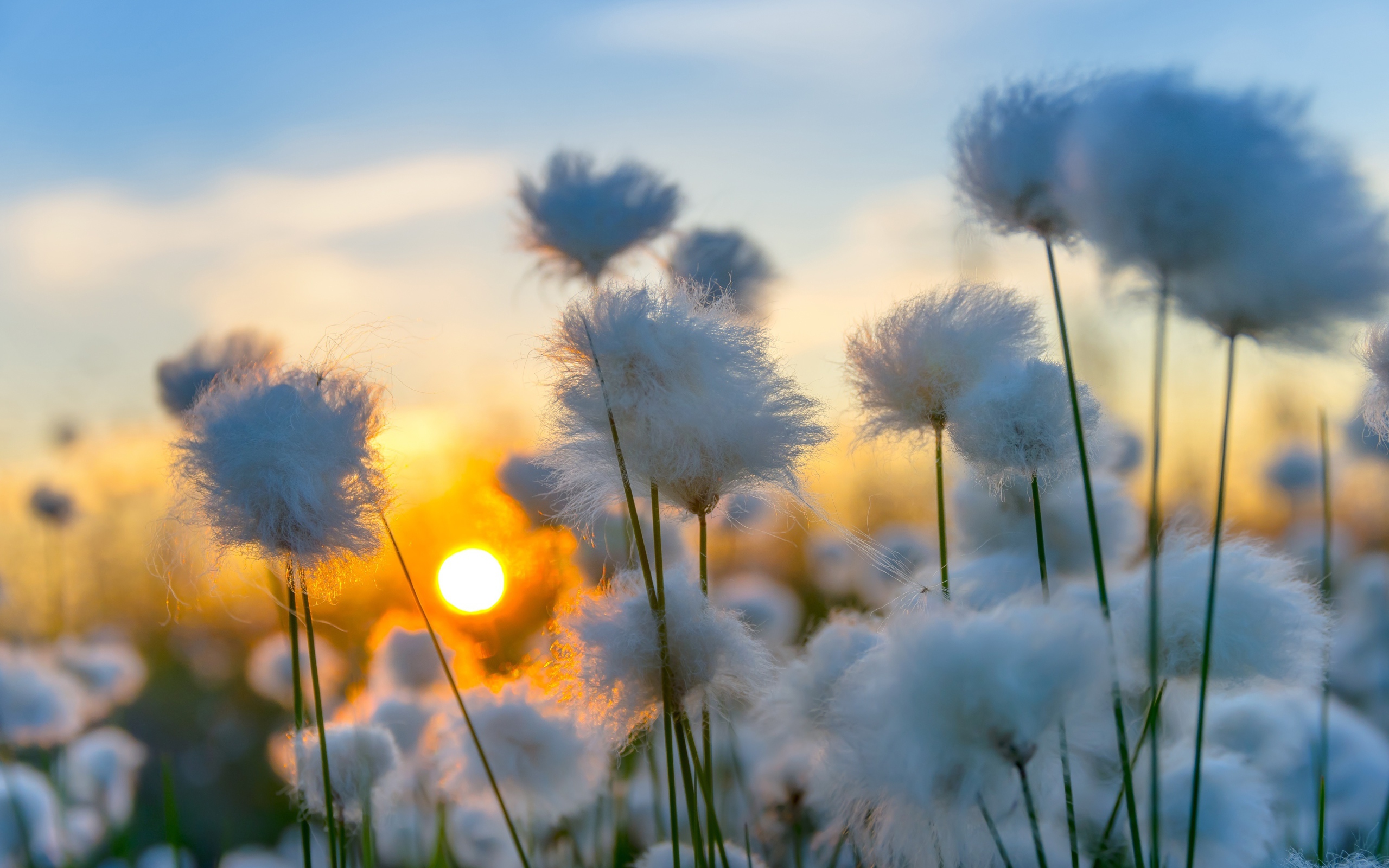 Белый хлопок на закате солнца