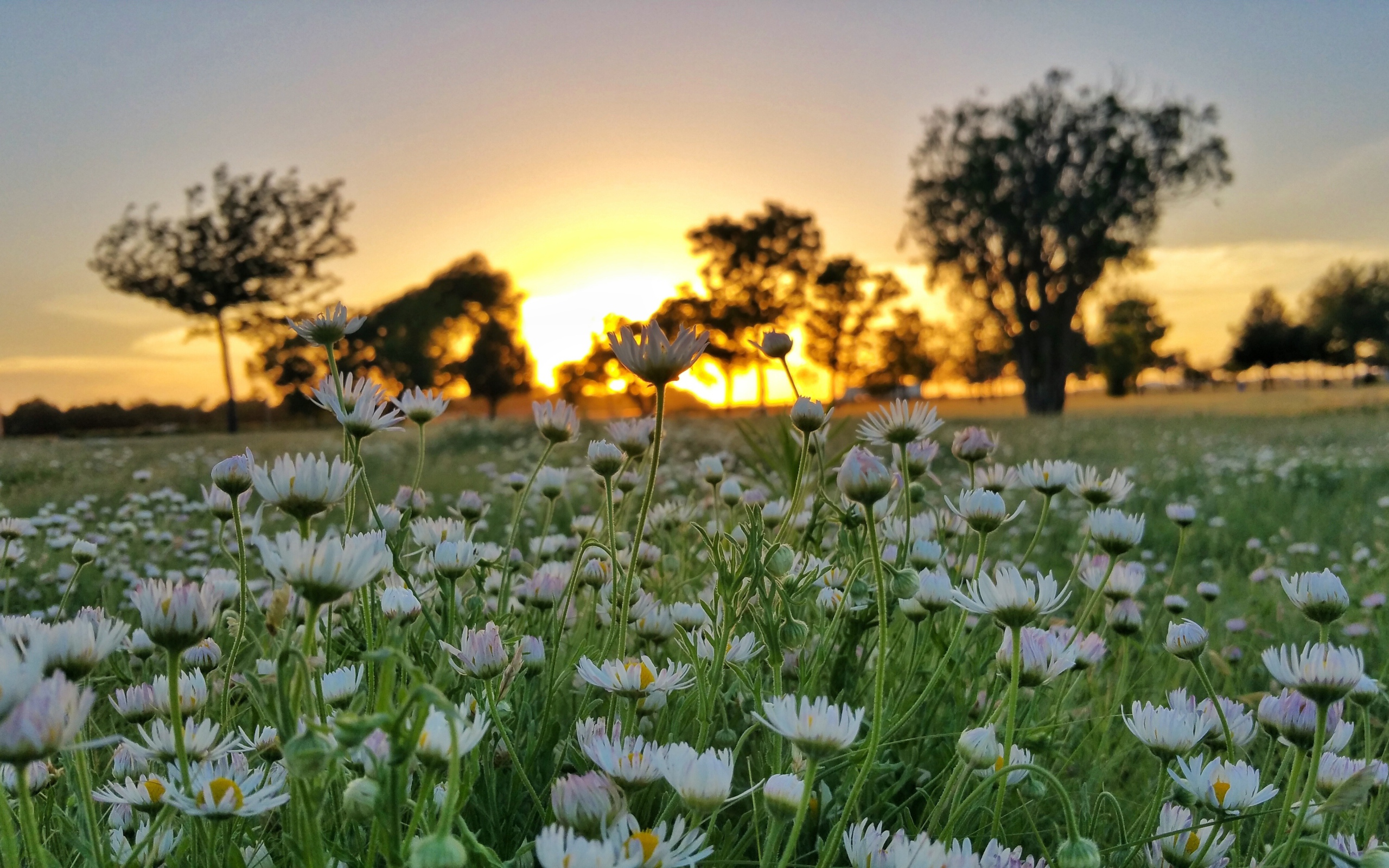 Поле белых цветов ромашки на фоне заката