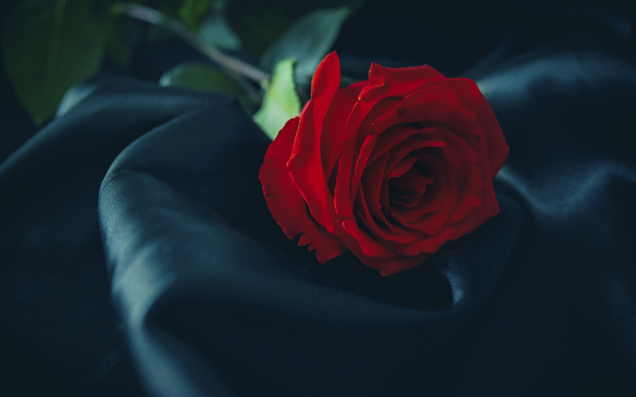 Красивая красная роза лежит на черном покрывале