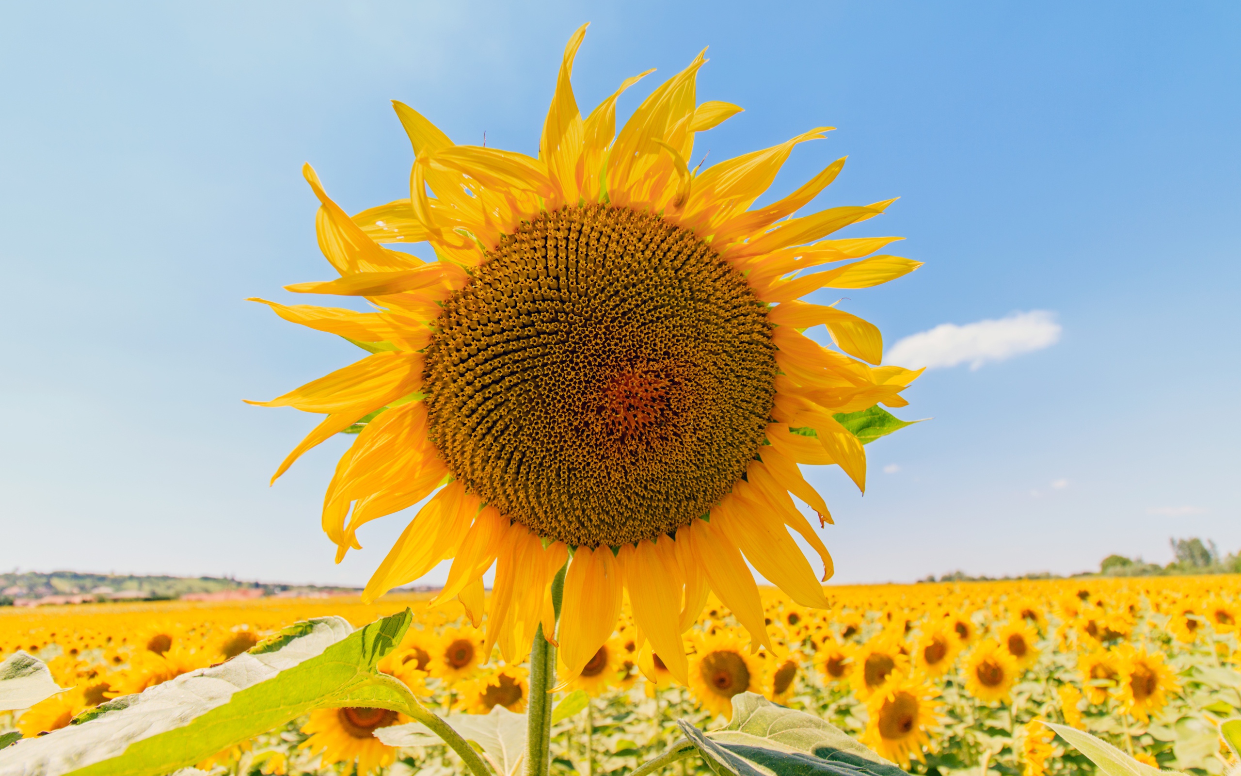 Цветущий подсолнух под голубым небом