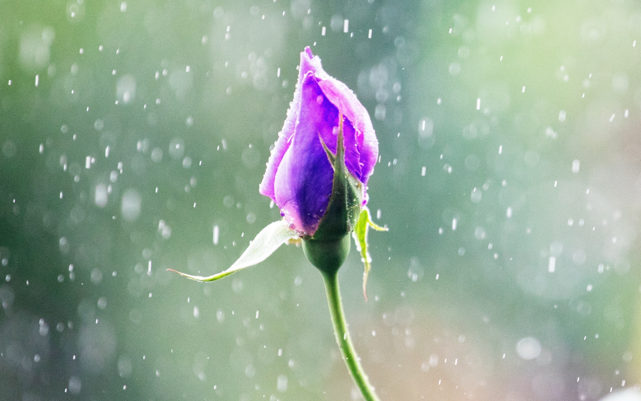 Бутон красивой розы под дождем