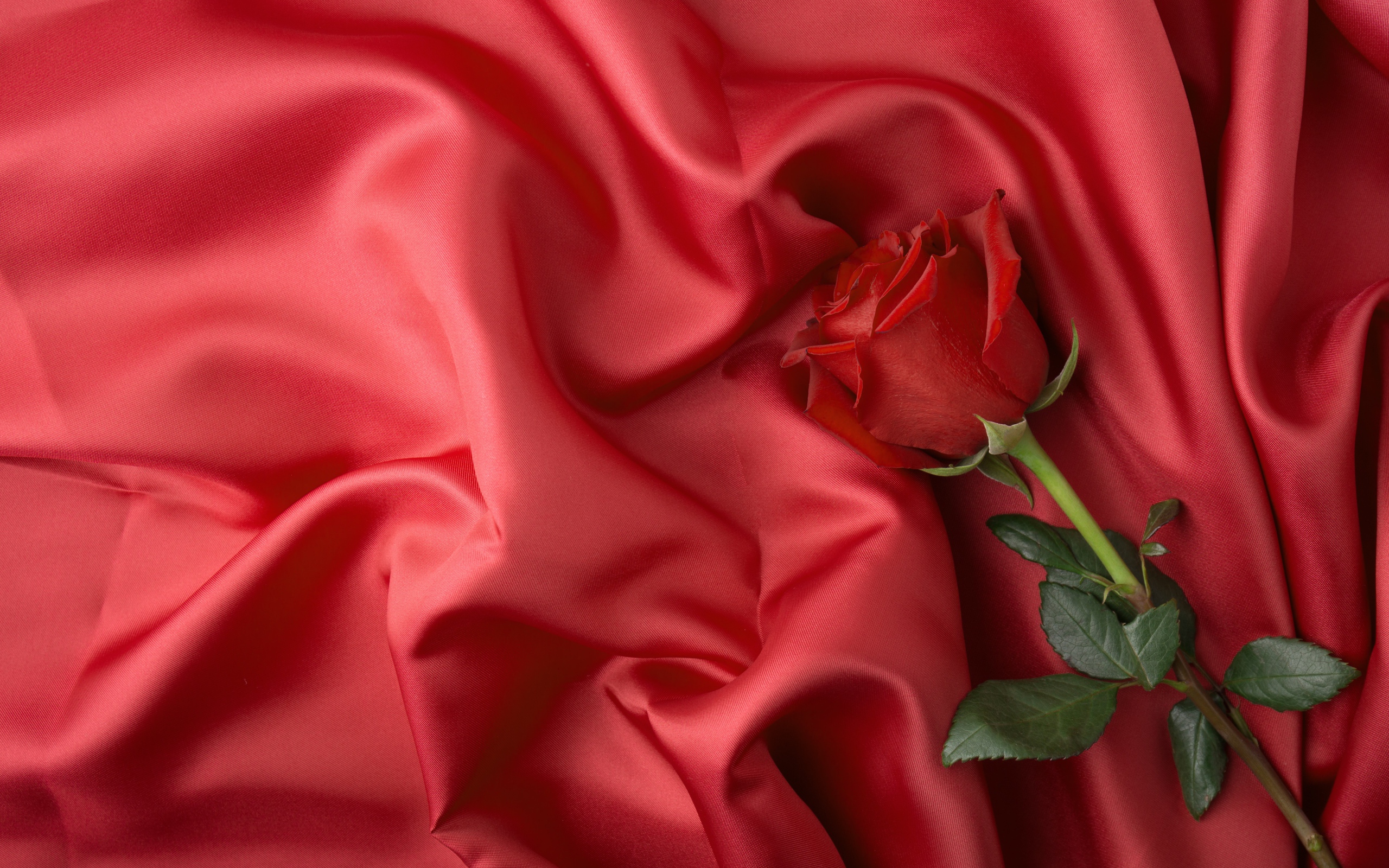 Красная роза лежит на красном шелковом покрывале