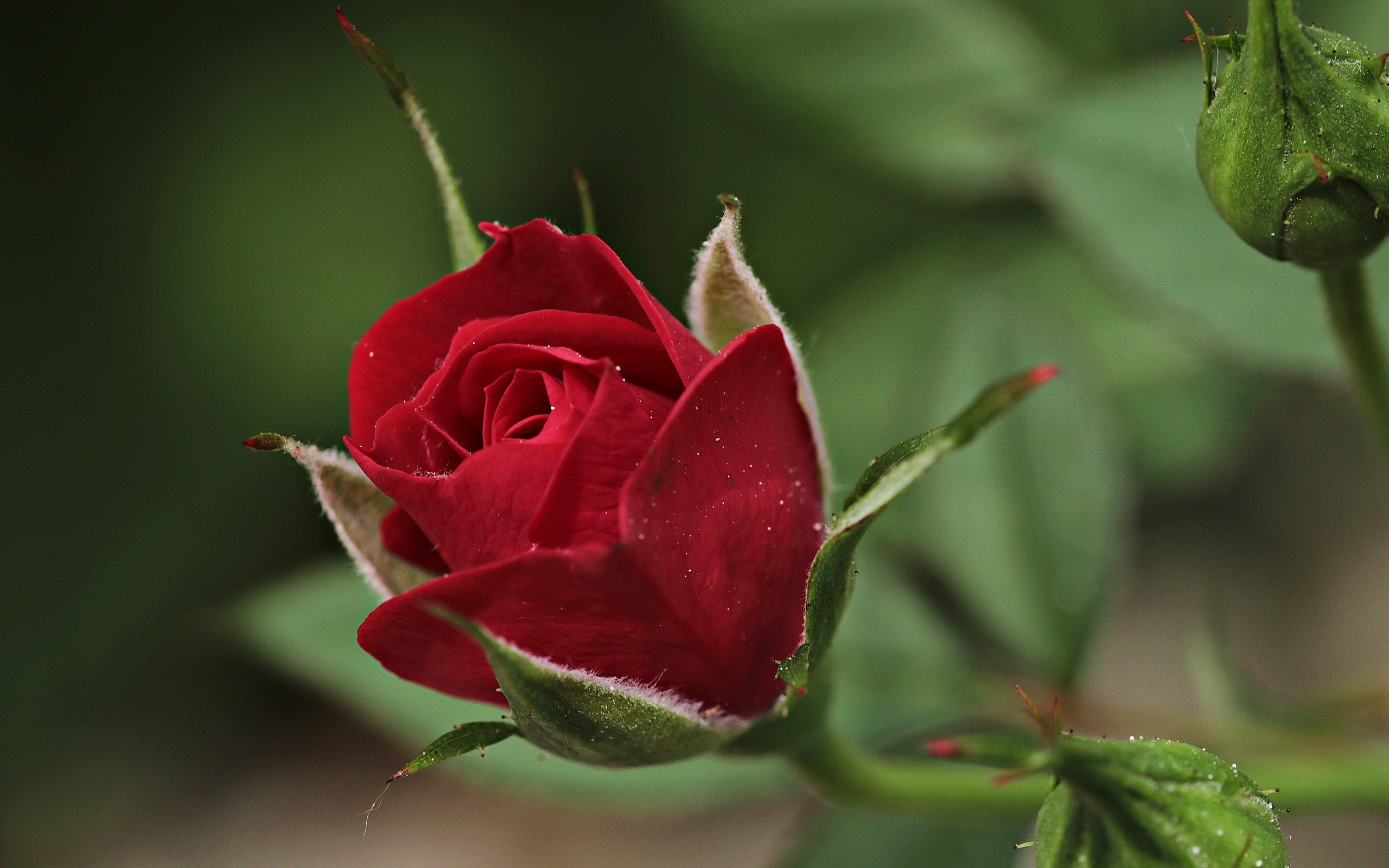 Красивая бордовая роза с бутонами вблизи