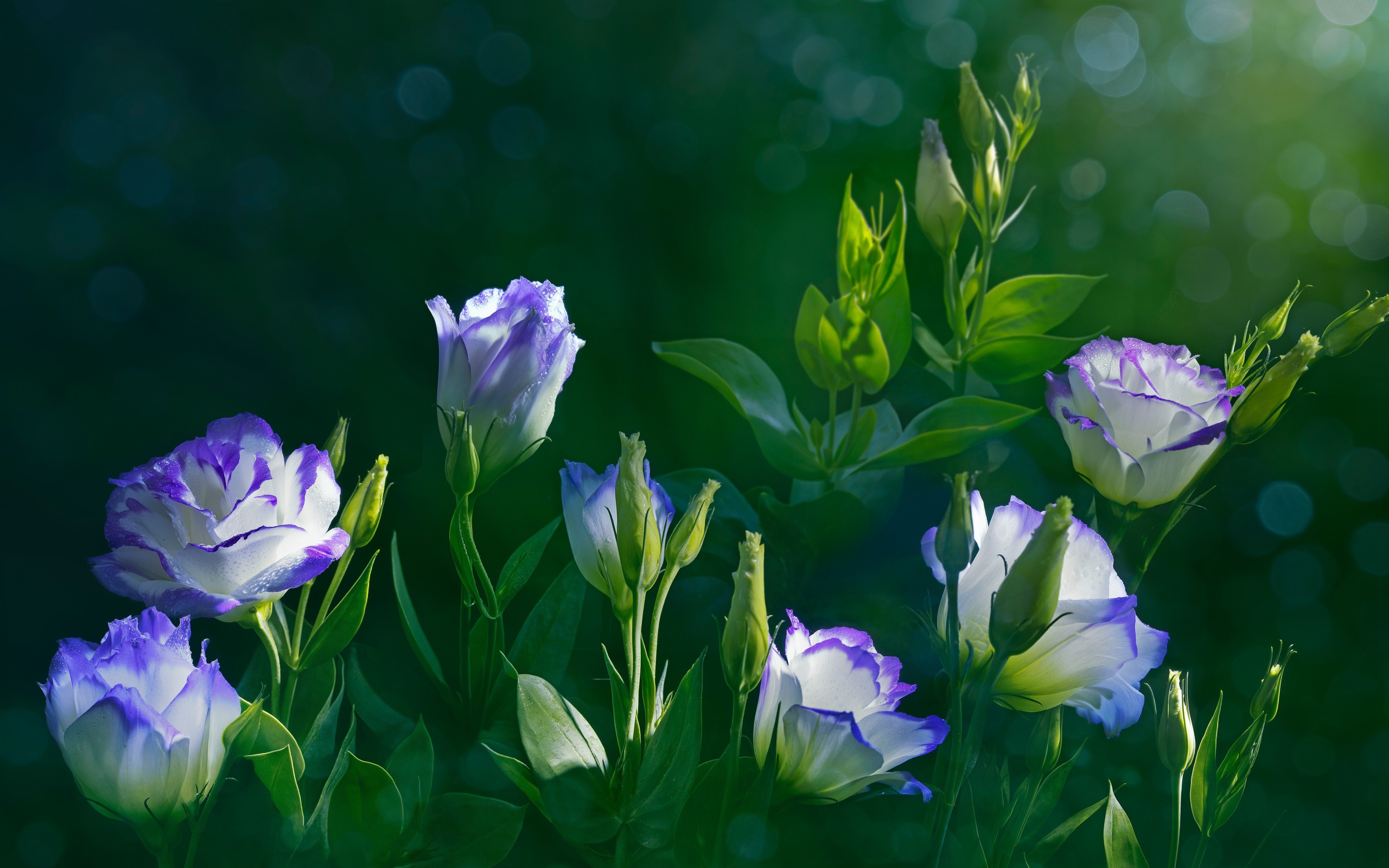 Красивые нежные цветы эустома