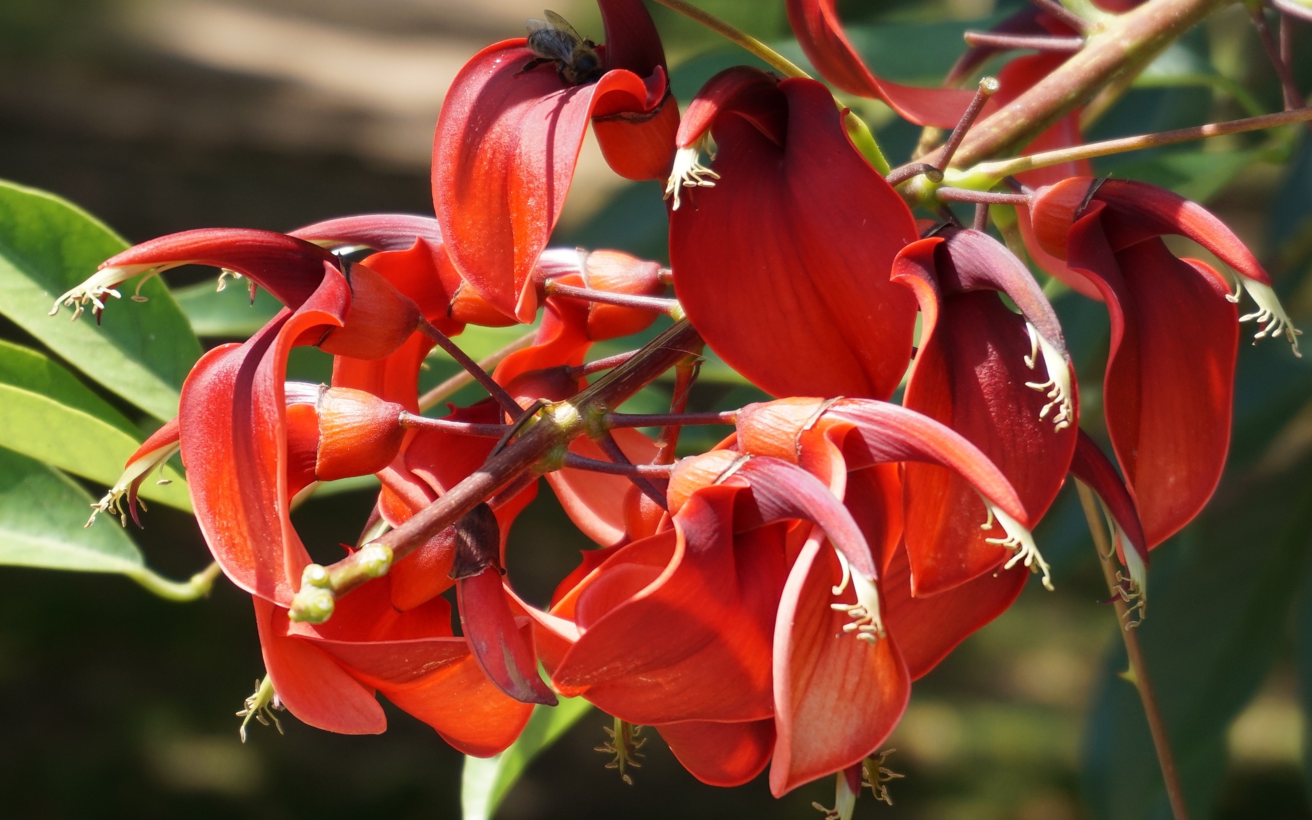 Красивый экзотический красный цветок