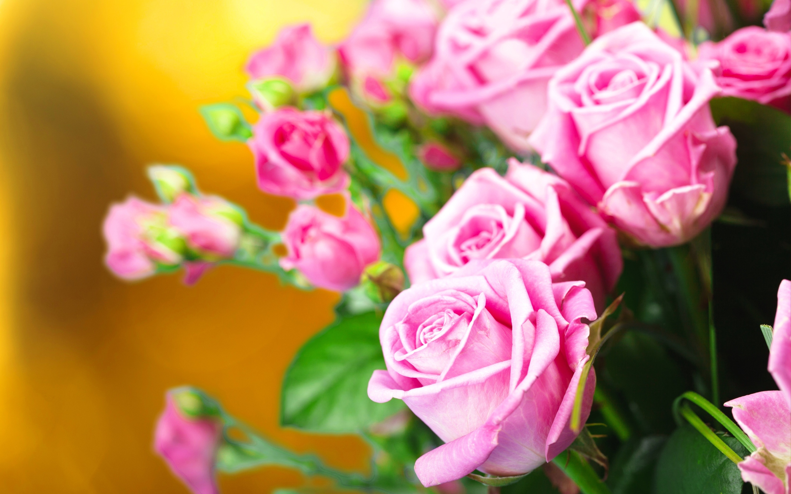 Красивые нежные розовые розы крупным планом 