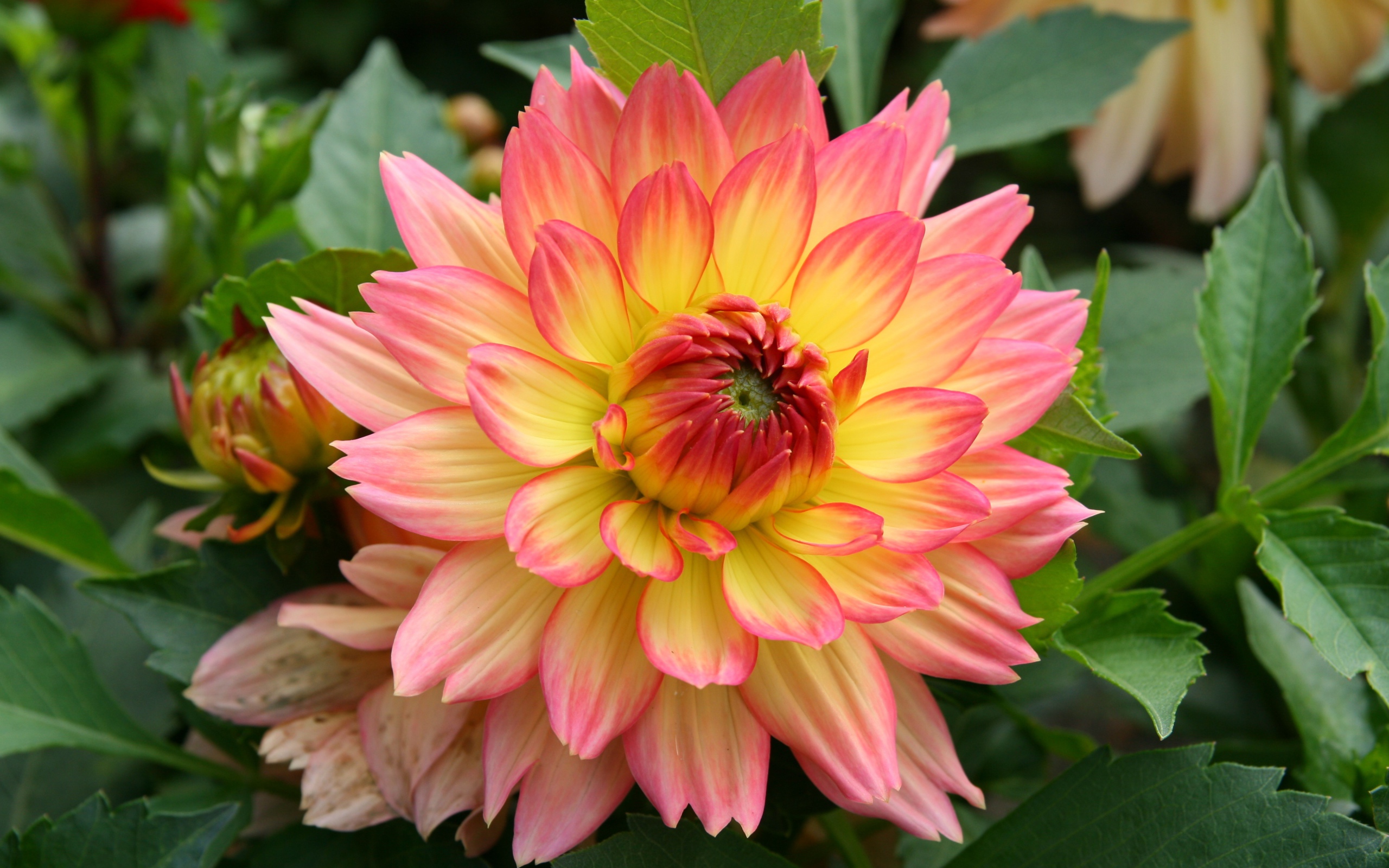 Красивый нежно розовый с желтым цветок георгина