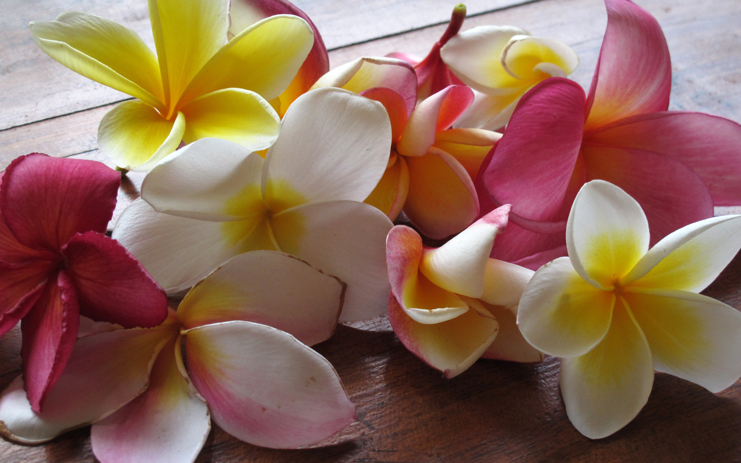 Красивые крупные цветы плюмерия