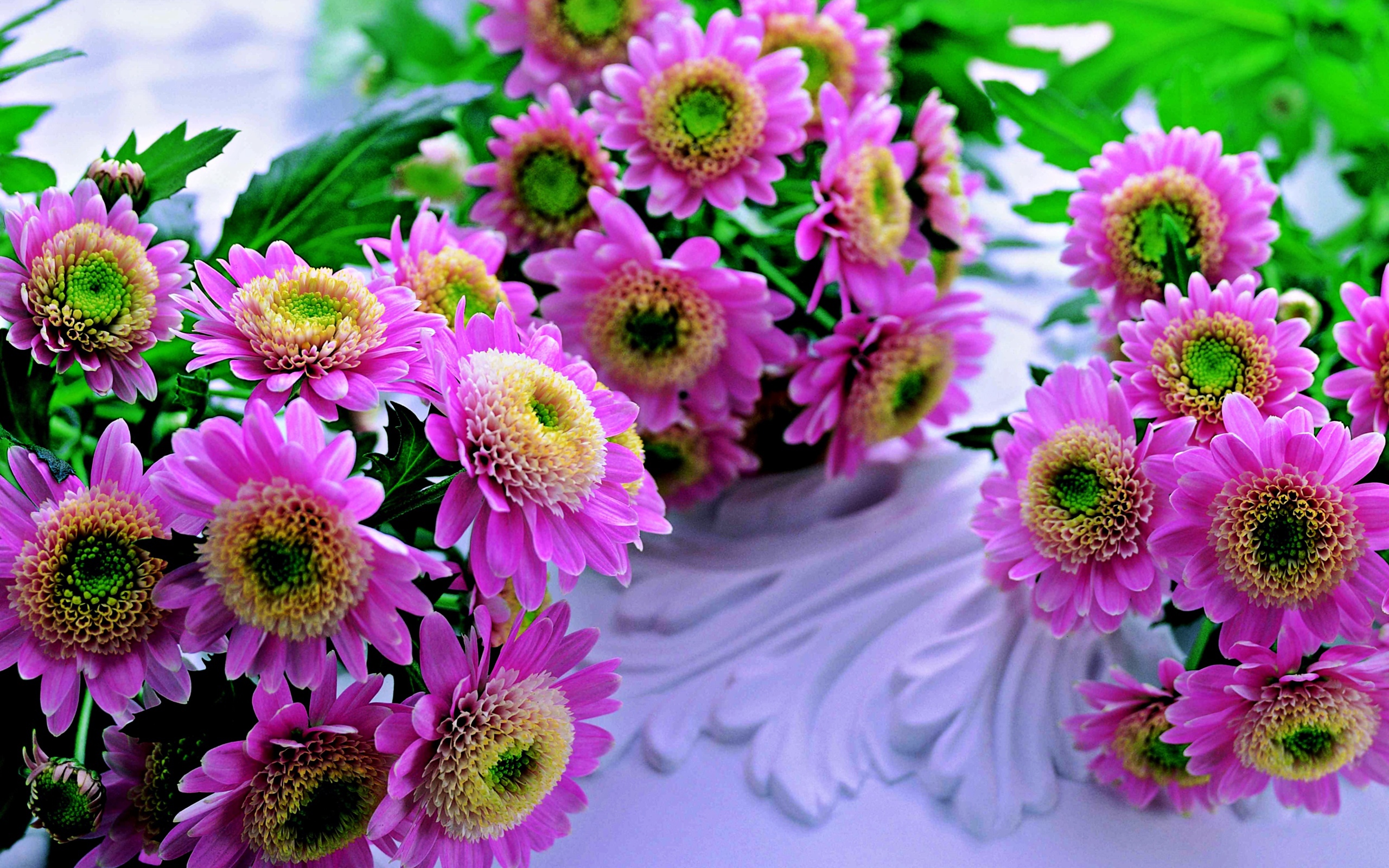 Красивые розовые хризантемы