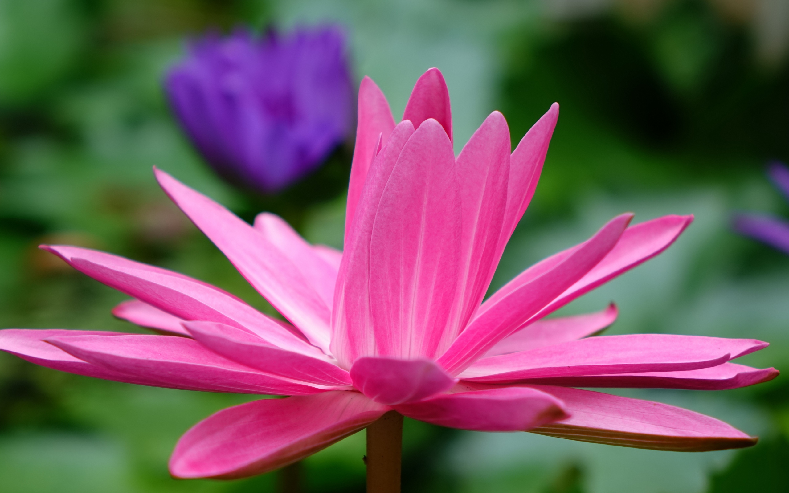 Красивый розовый цветок лотоса с лепестками 