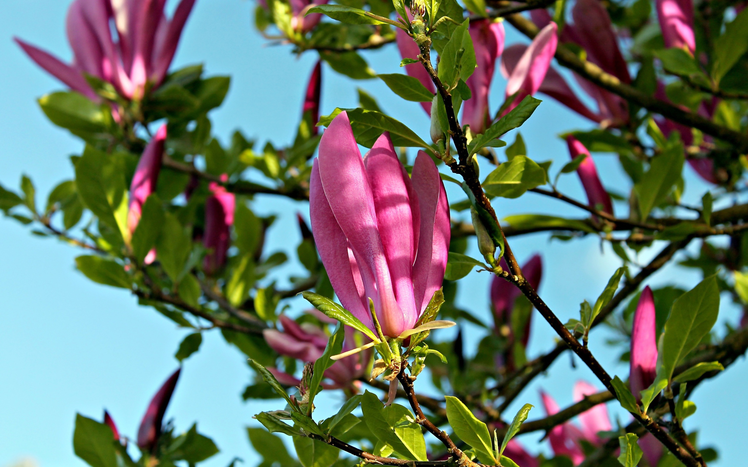 Красивые розовые цветы магнолии