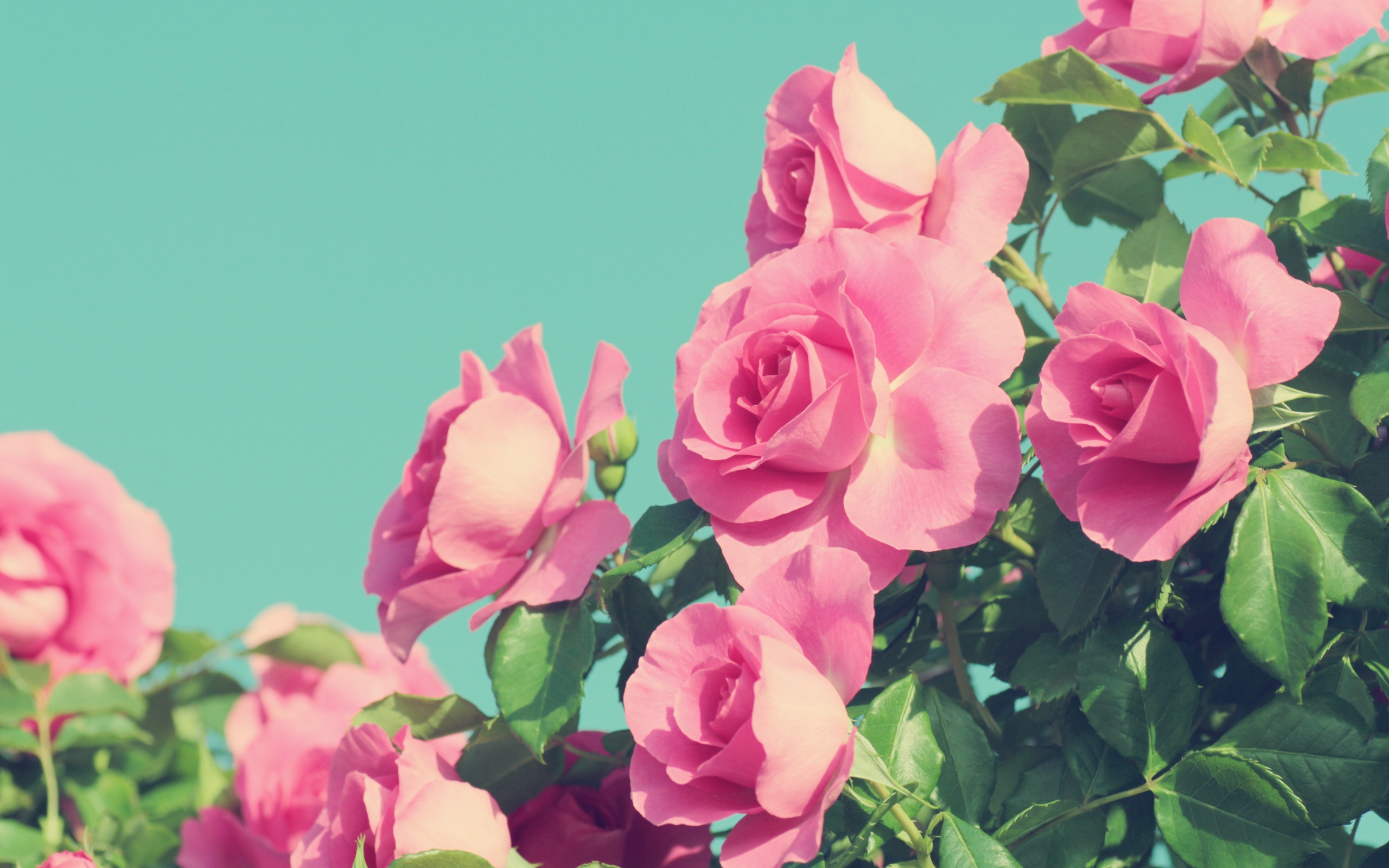 Красивые розовые розы на голубом фоне