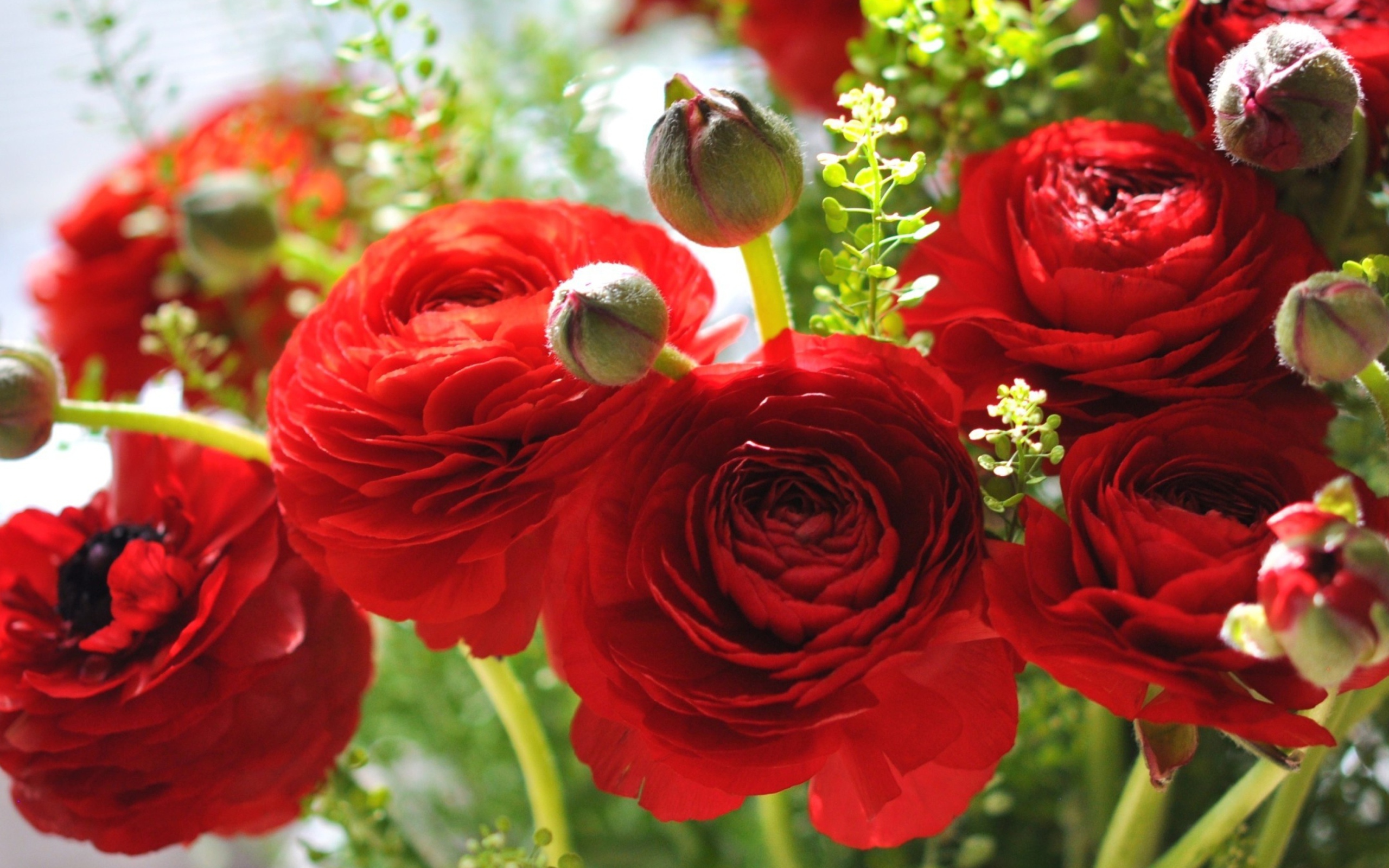 Красивые красные лютики крупным планом 