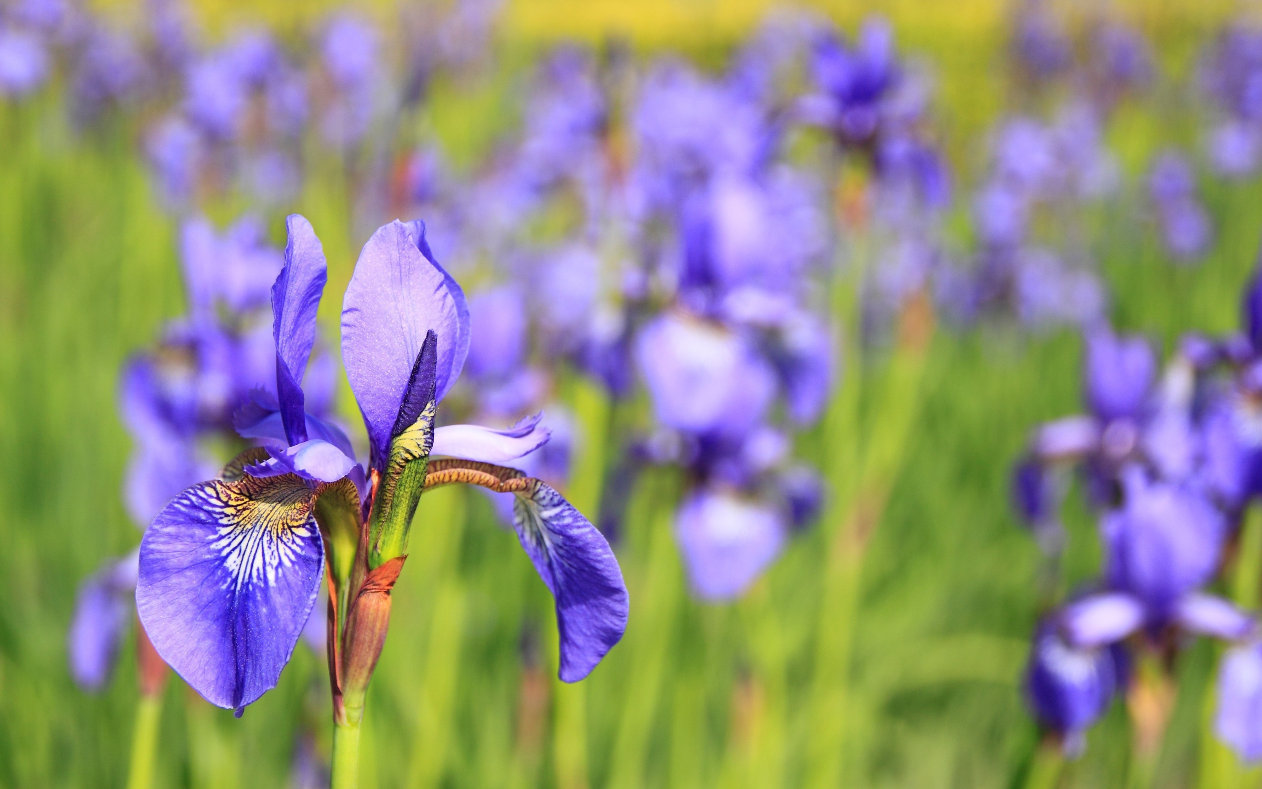 Красивый фиолетовый цветок ирис на клумбе