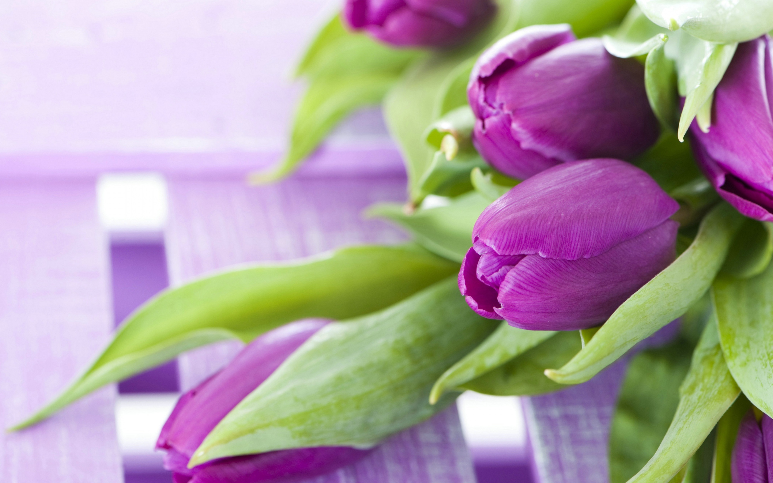 Красивые фиолетовые тюльпаны с зелеными листьями