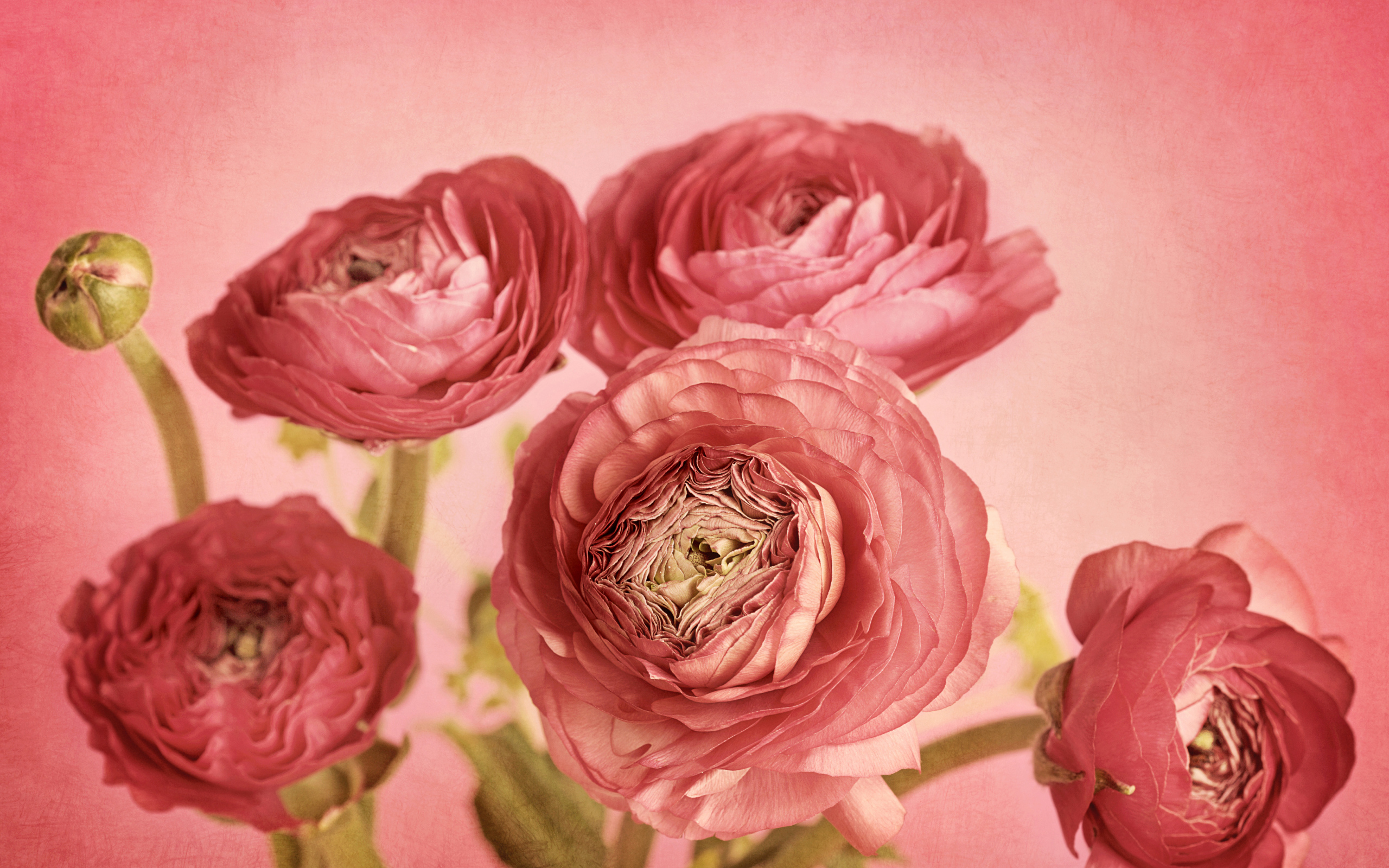 Букет розовых лютиков на розовом фоне