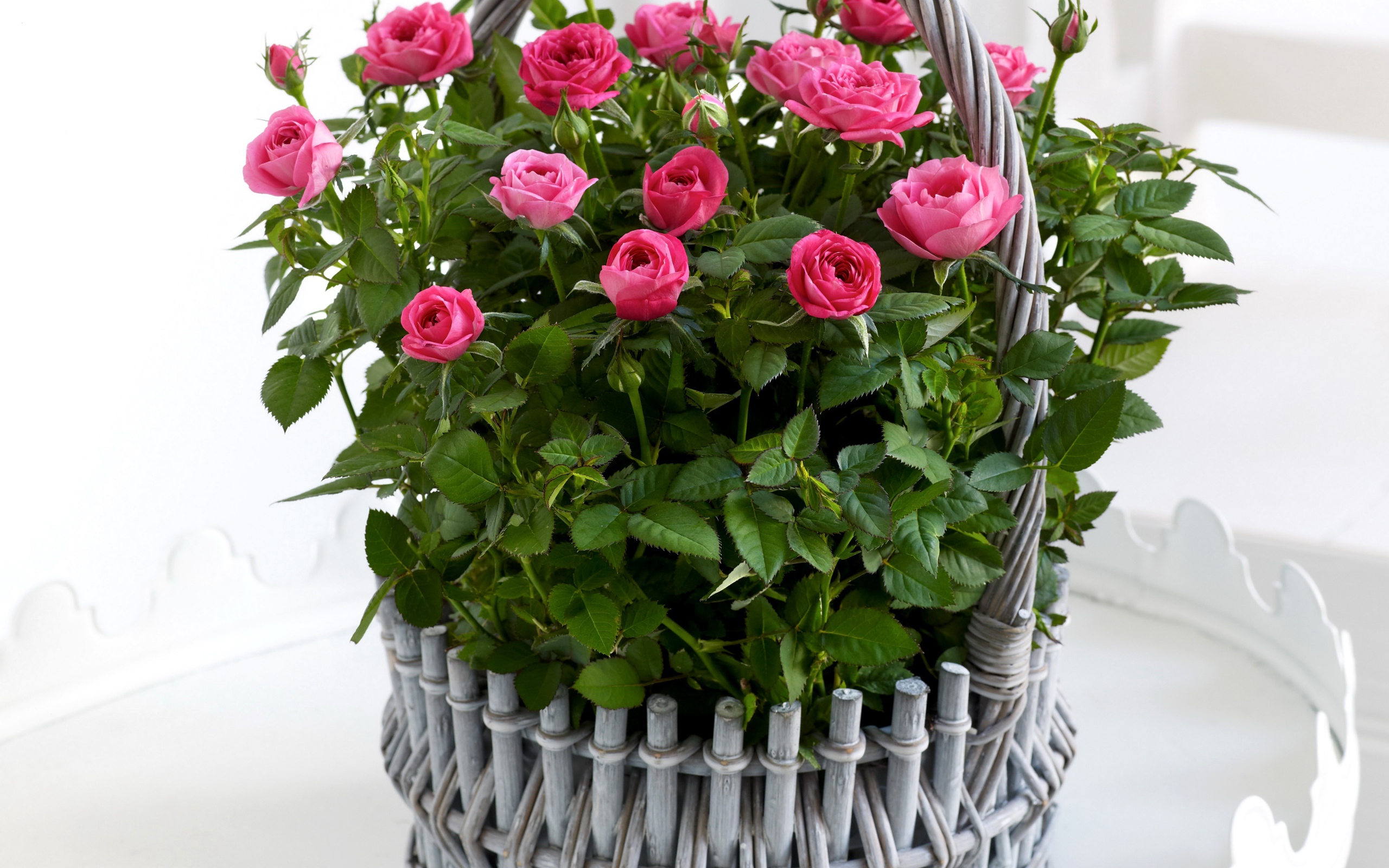 Букет розовых роз в серой корзине на белом фоне