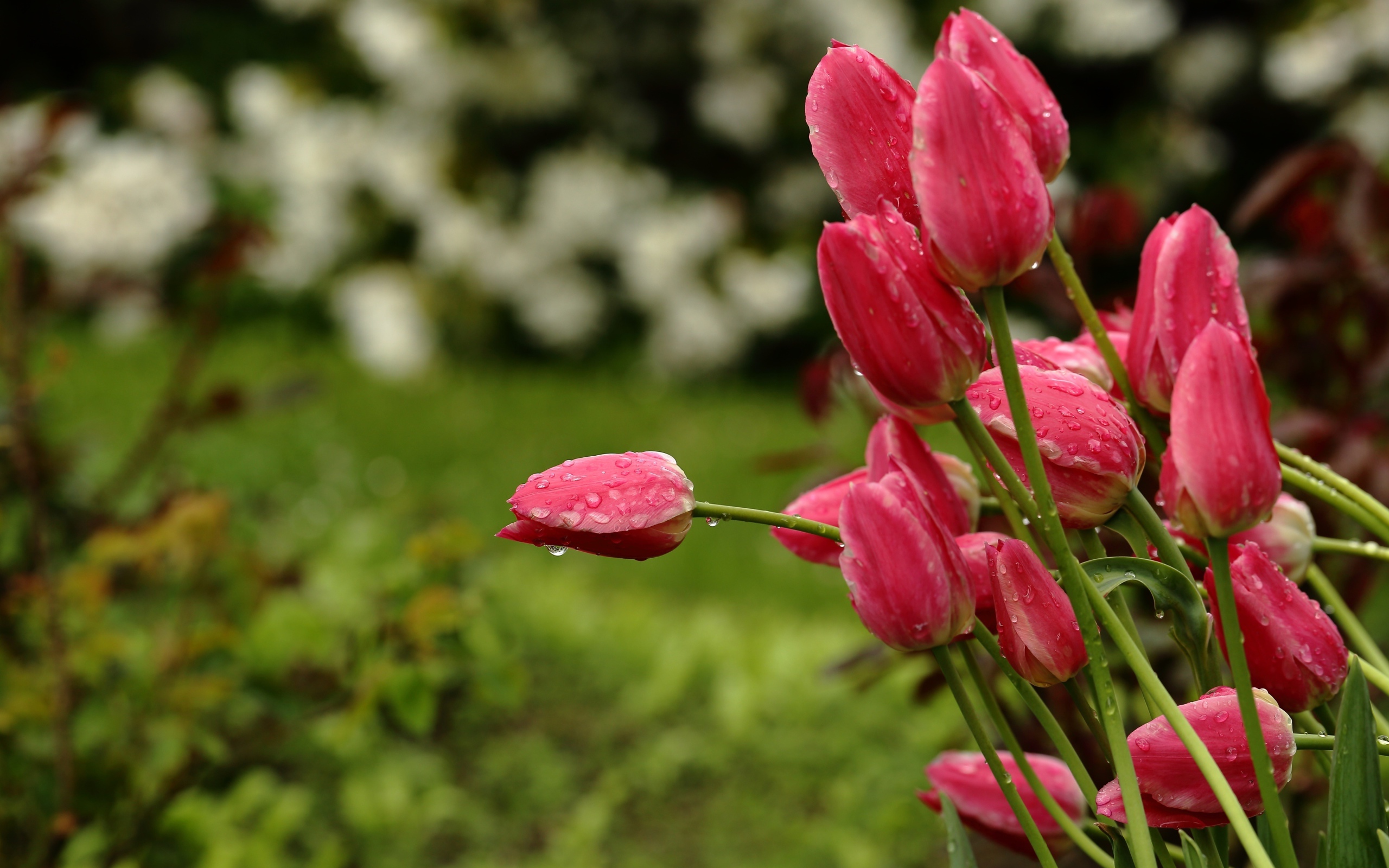 Букет розовых тюльпанов в каплях дождя