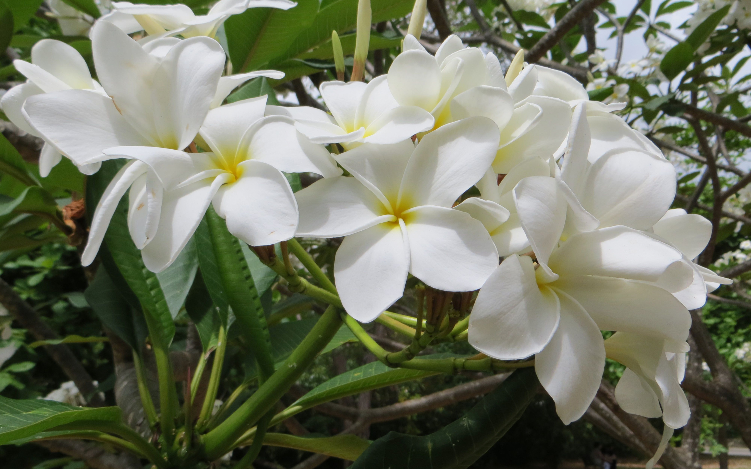 Ветка с белыми цветами плюмерия 