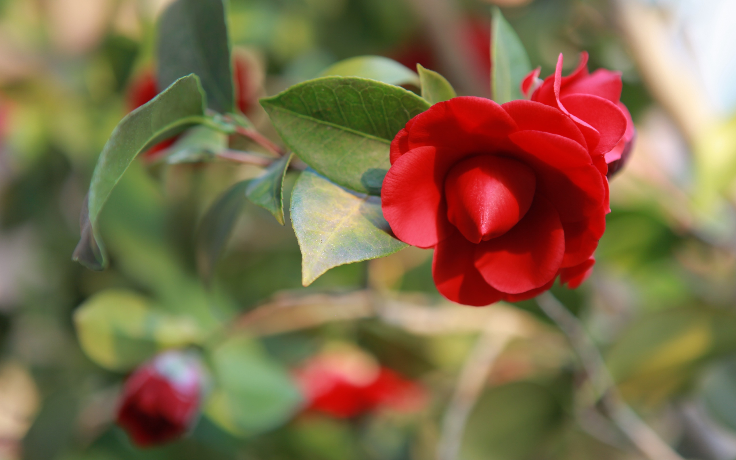 Бутон красной камелии крупным планом