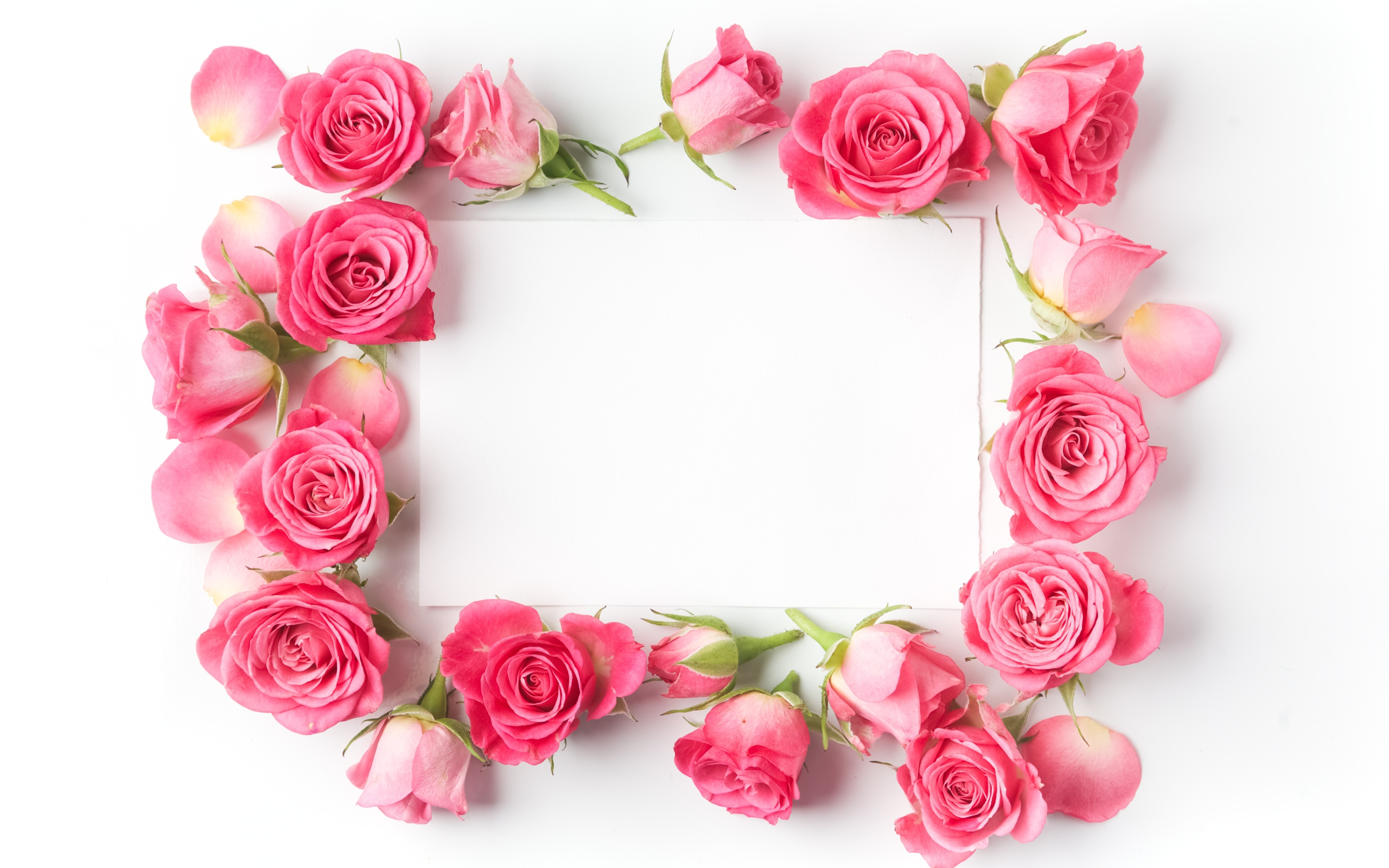 Бутоны розовых роз вокруг белого листа, шаблон для открытки