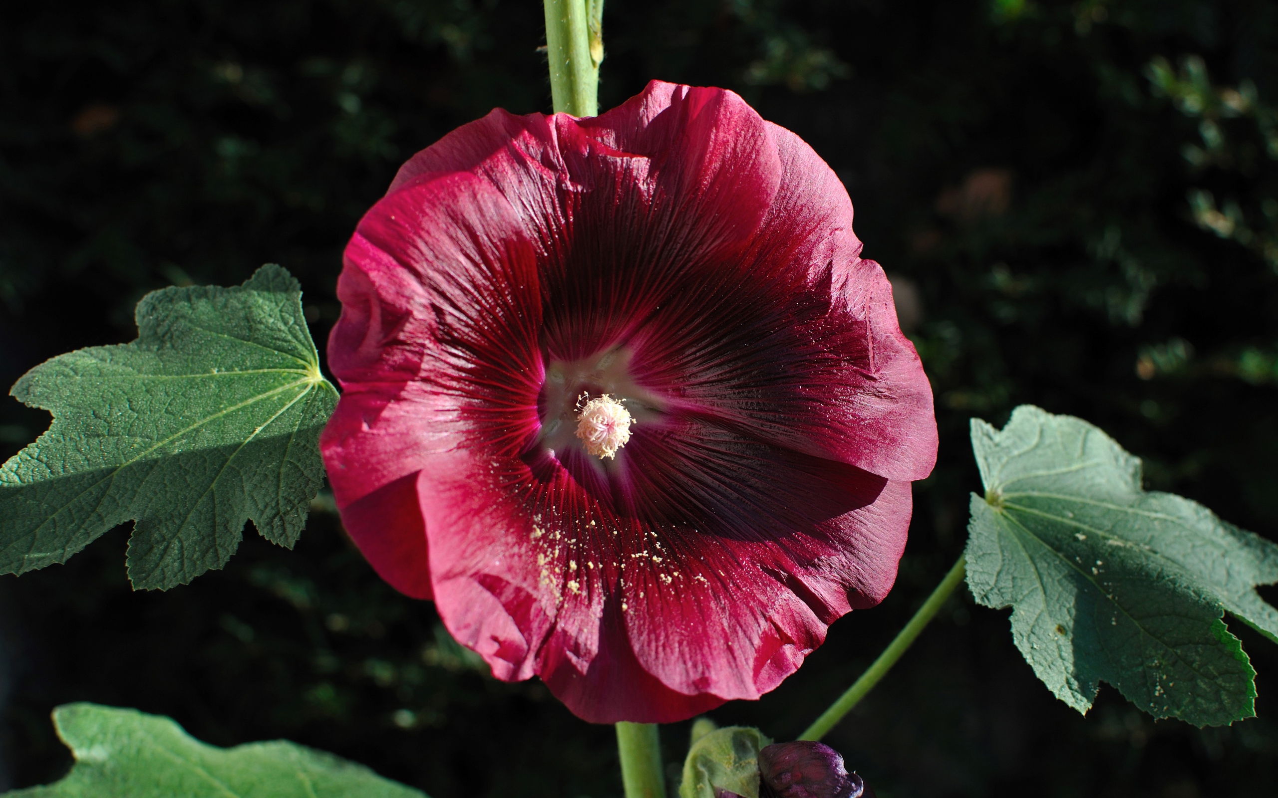 Бордовый цветок мальва крупным планом