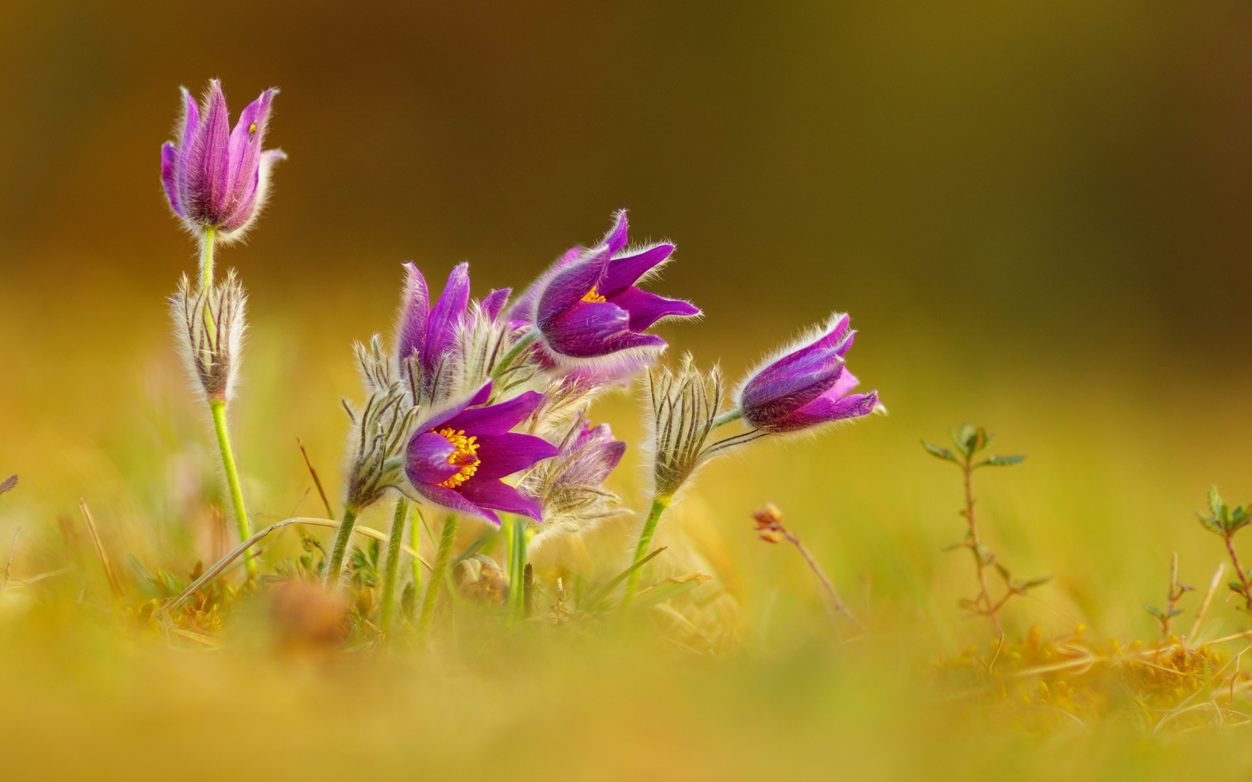 Нежные сиреневые цветы прострел 