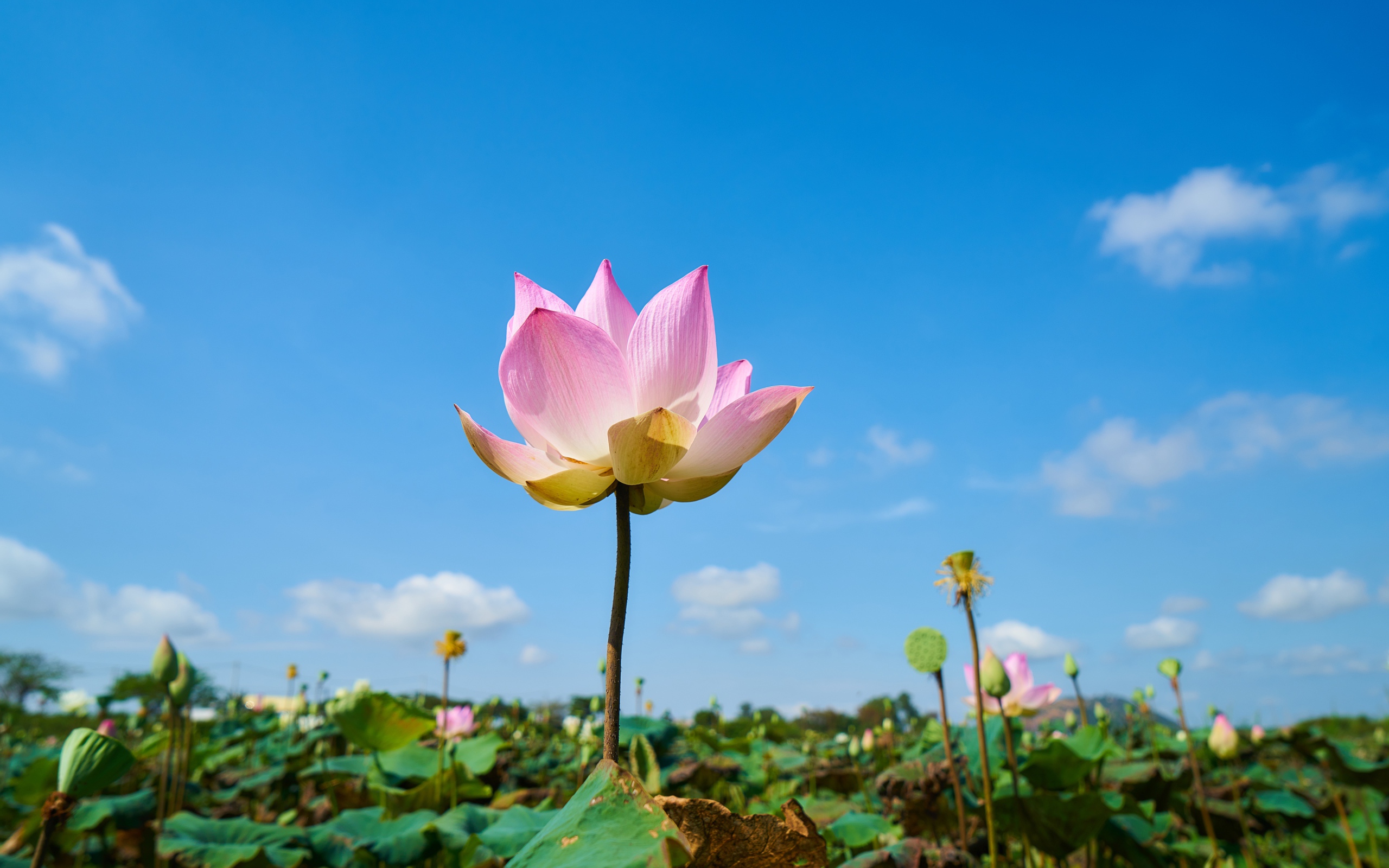 Нежный розовый цветок лотоса на фоне голубого неба