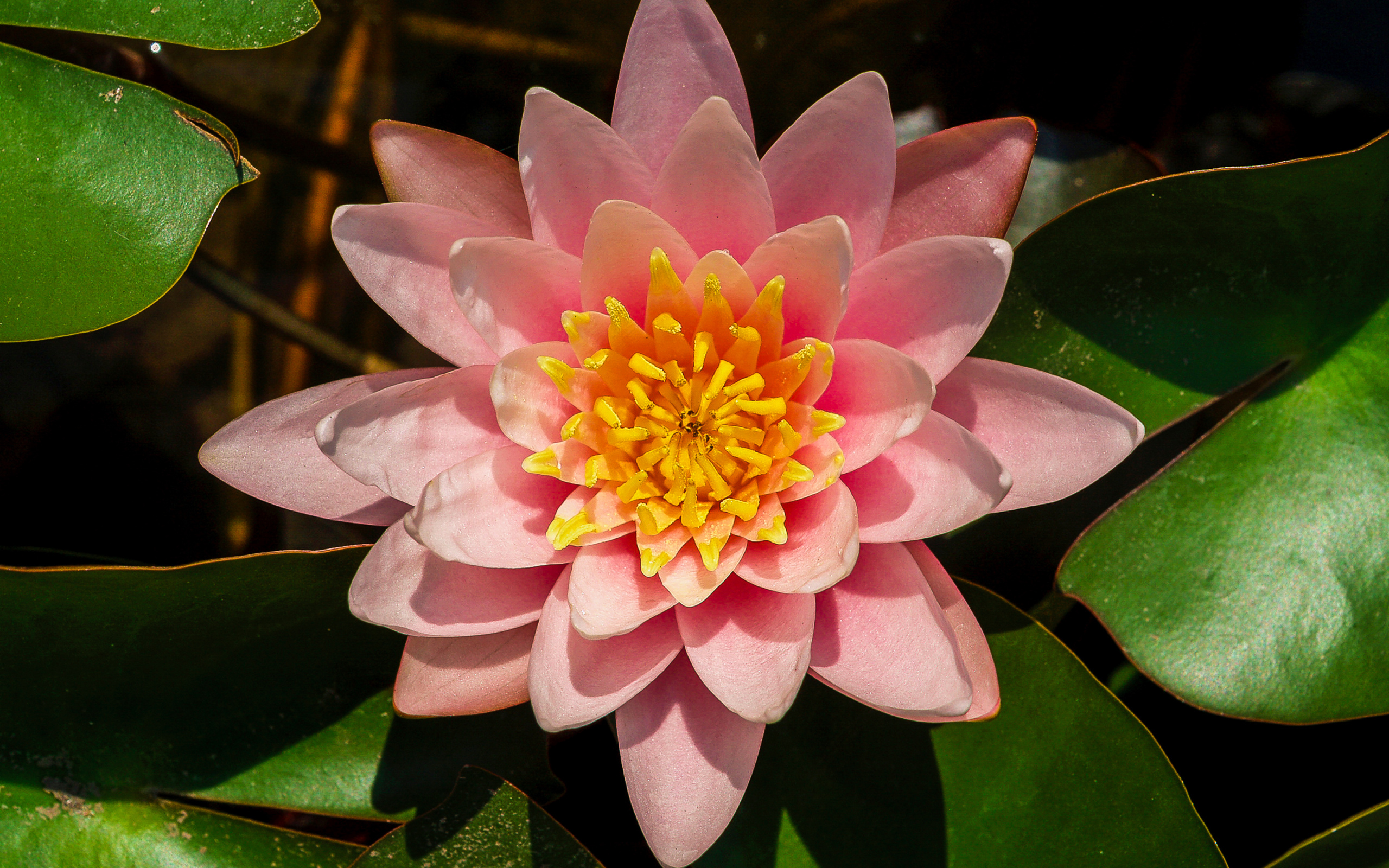 Нежный розовый цветок лотоса с зелеными листьями