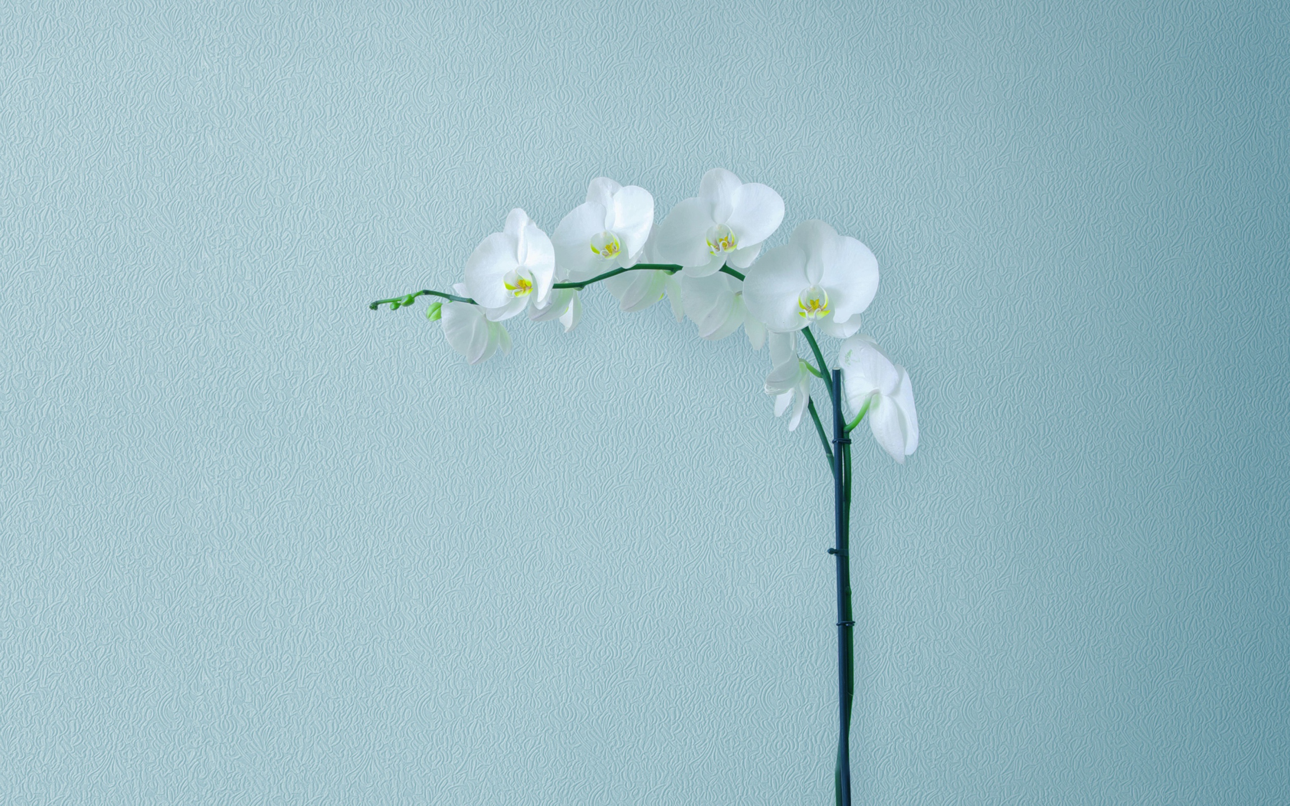 Нежная белая орхидея на сером фоне