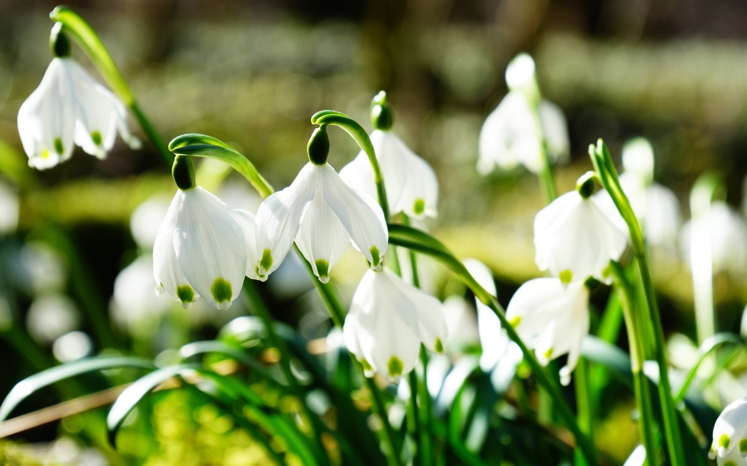 Нежные белые весенние первоцветы подснежники