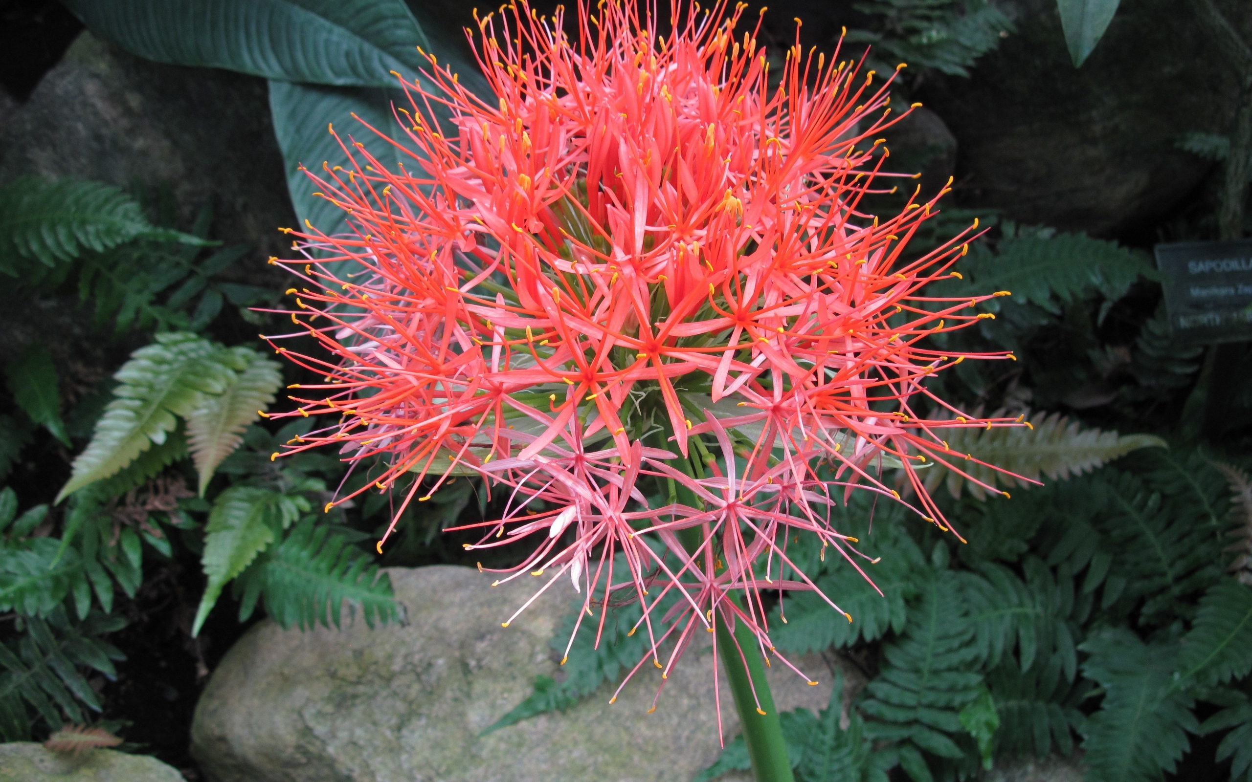 Мелкие розовые цветы папоротника