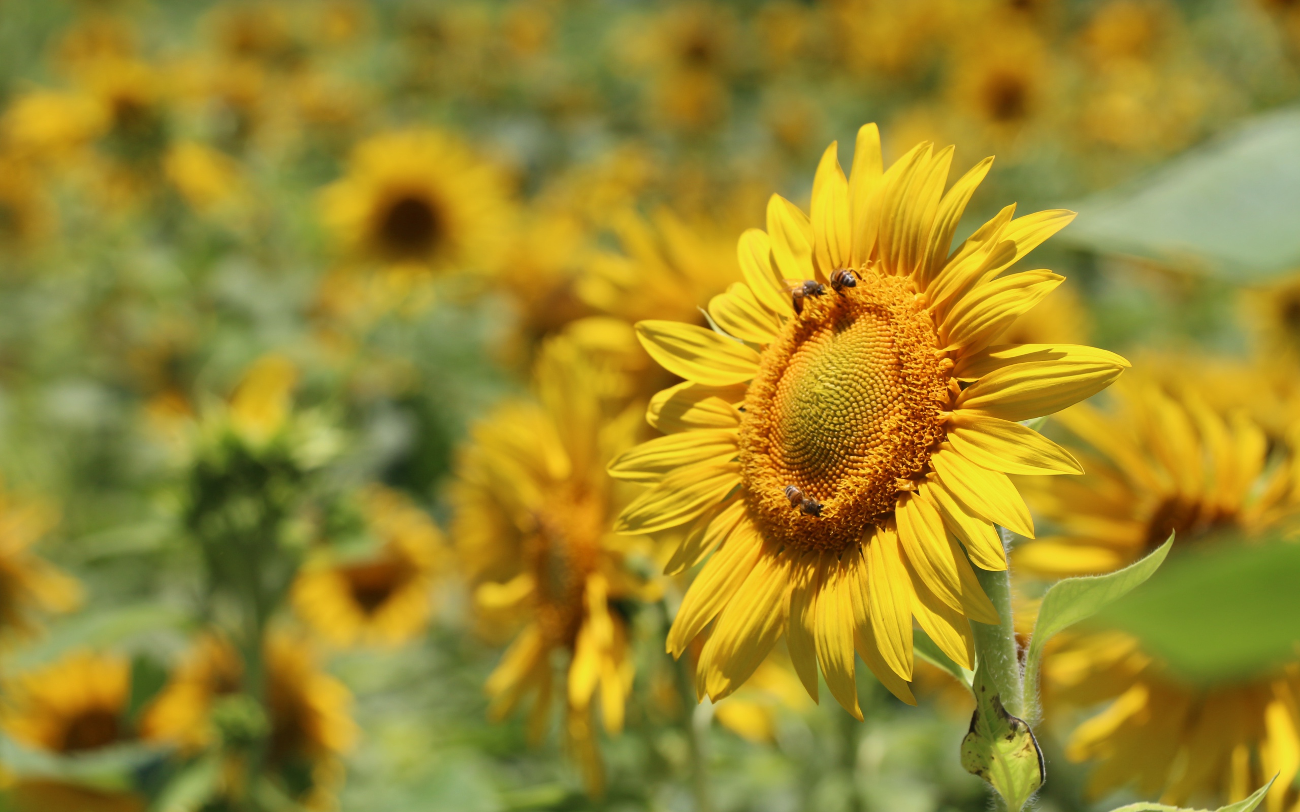 Цветы подсолнуха с пчелами на поле