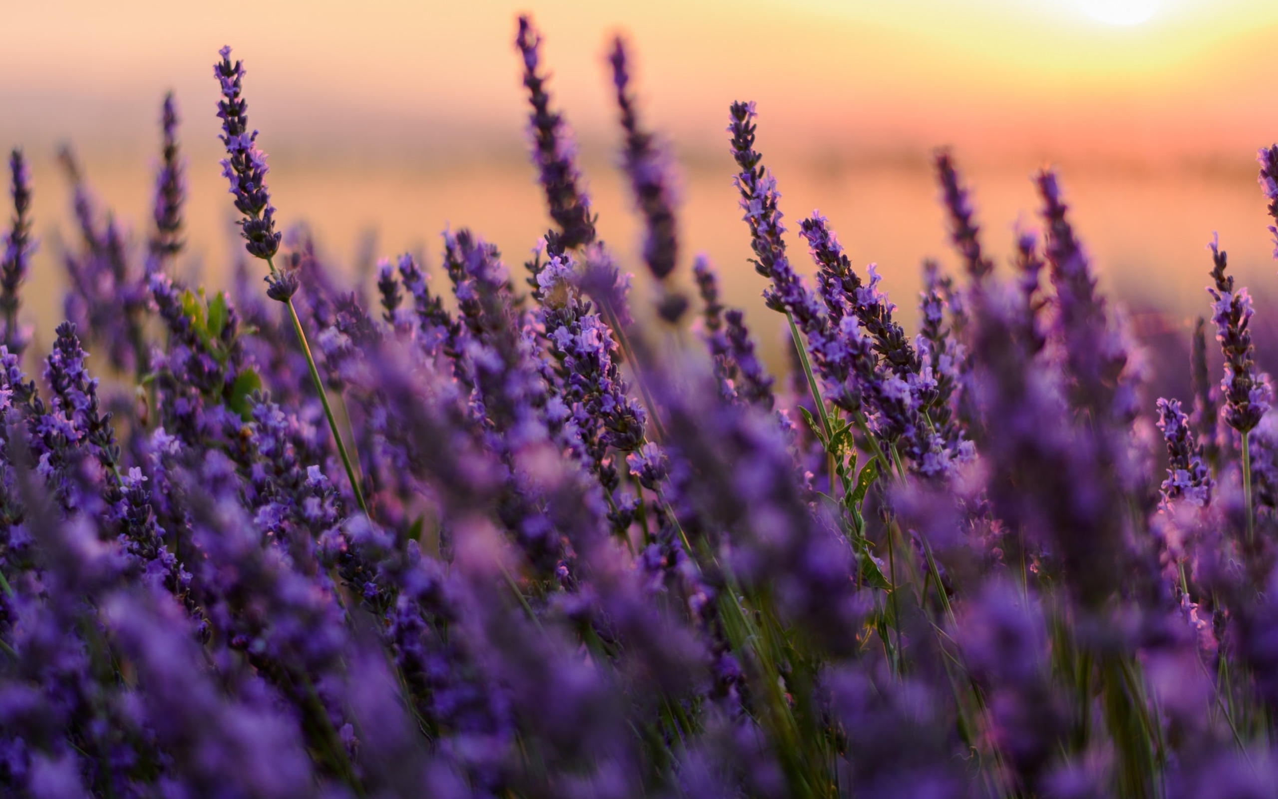 Цветы сиреневой лаванды на закате 