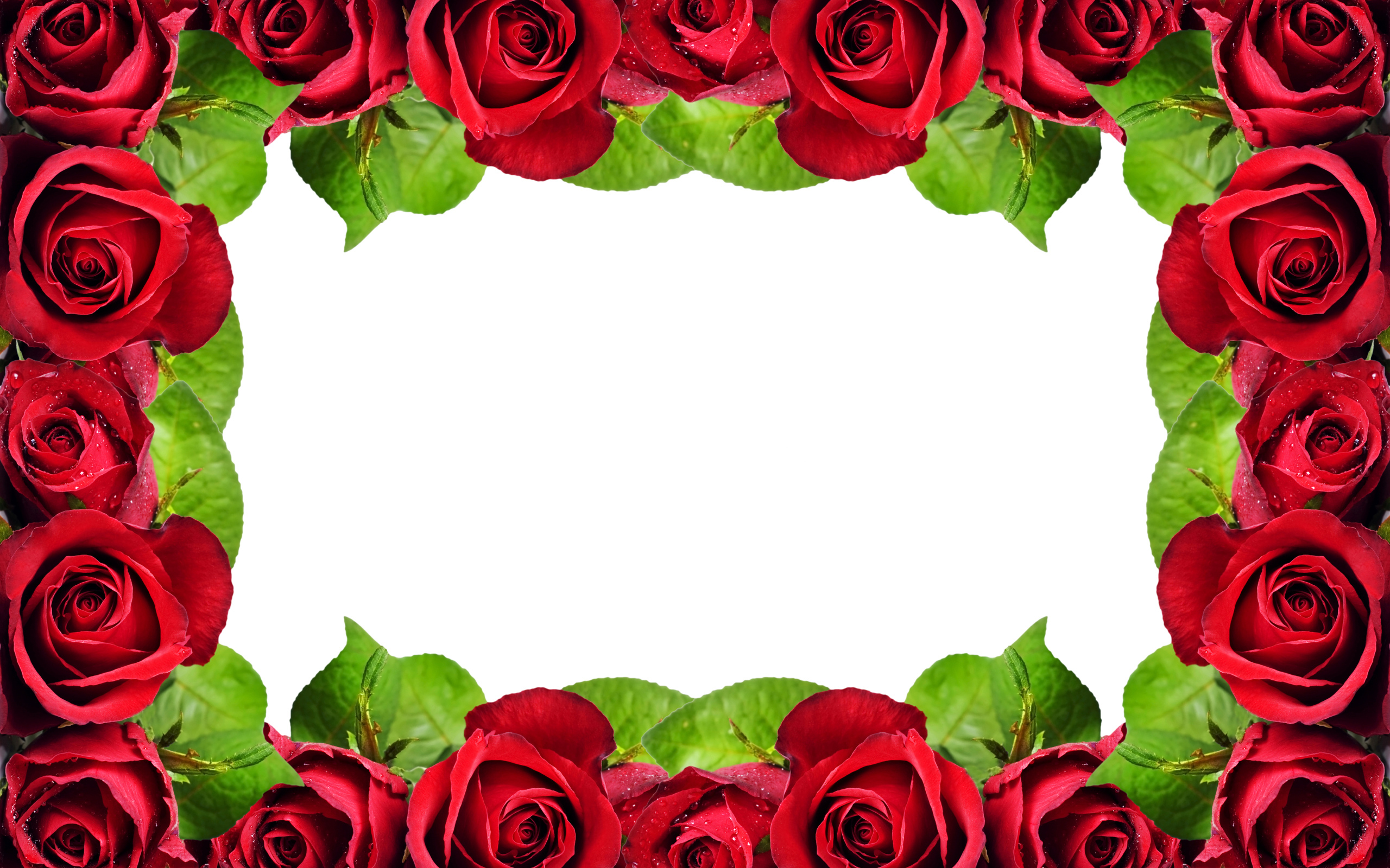 Рамка из красных роз на белом фоне