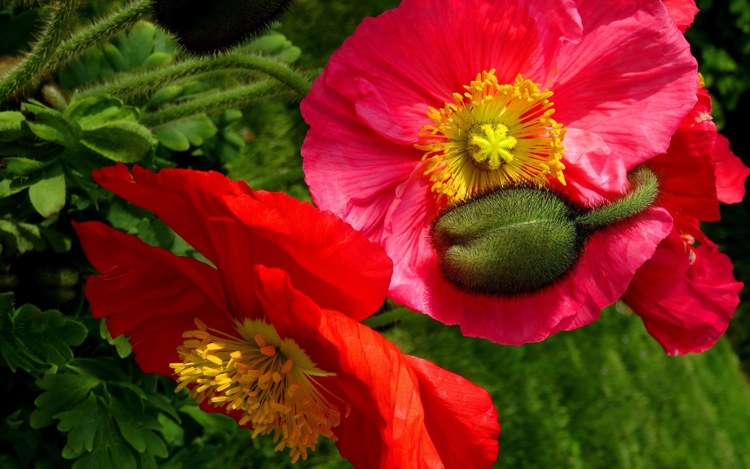 Большие красивые декоративные маки с бутонами