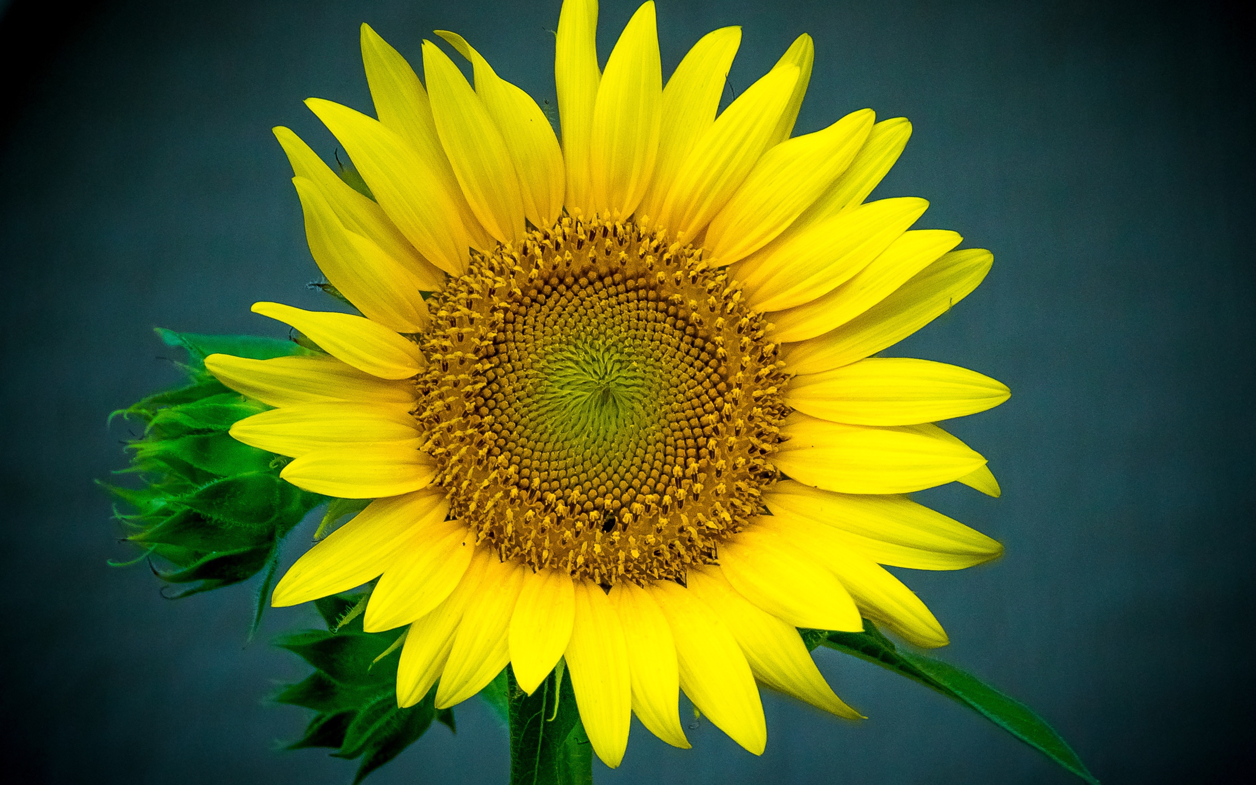 Большой цветок подсолнуха крупным планом