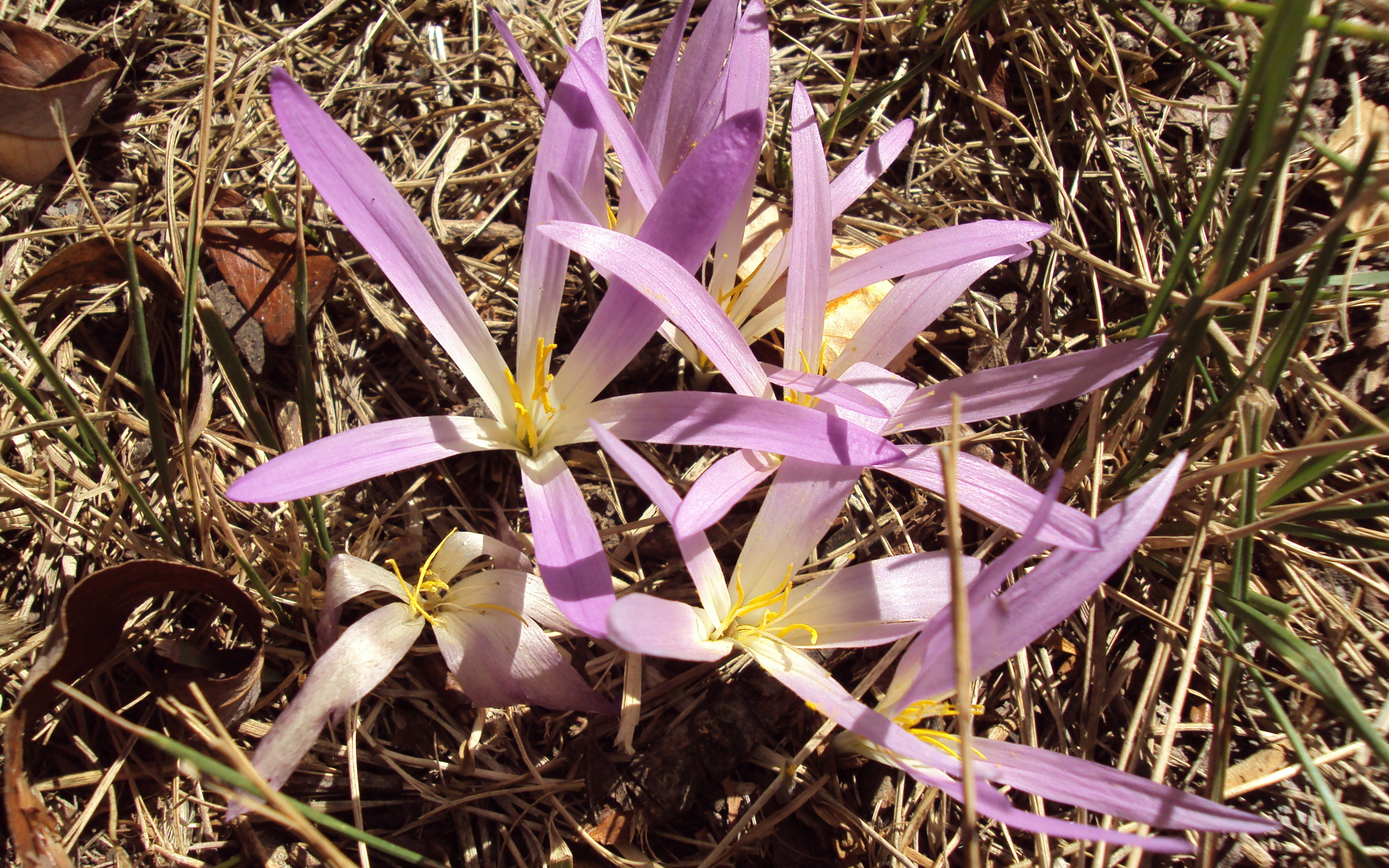 Сиреневые цветы крокуса распустились весной