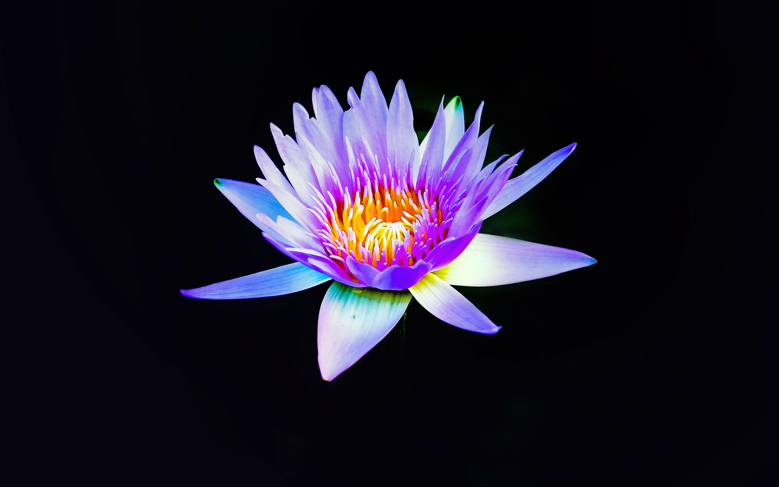 Цветок сиреневого лотоса на черном фоне крупным планом